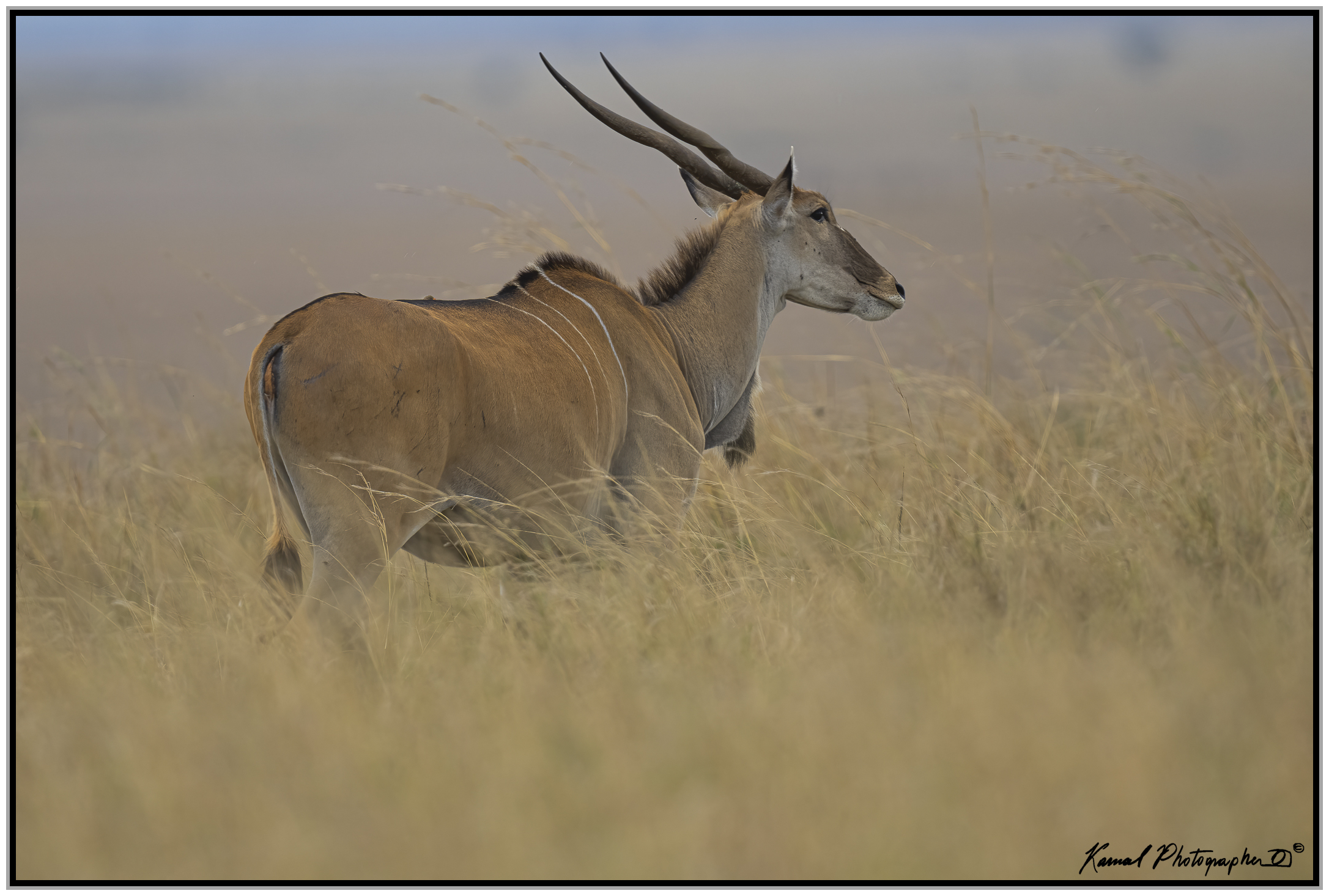 Taurotragus oryx