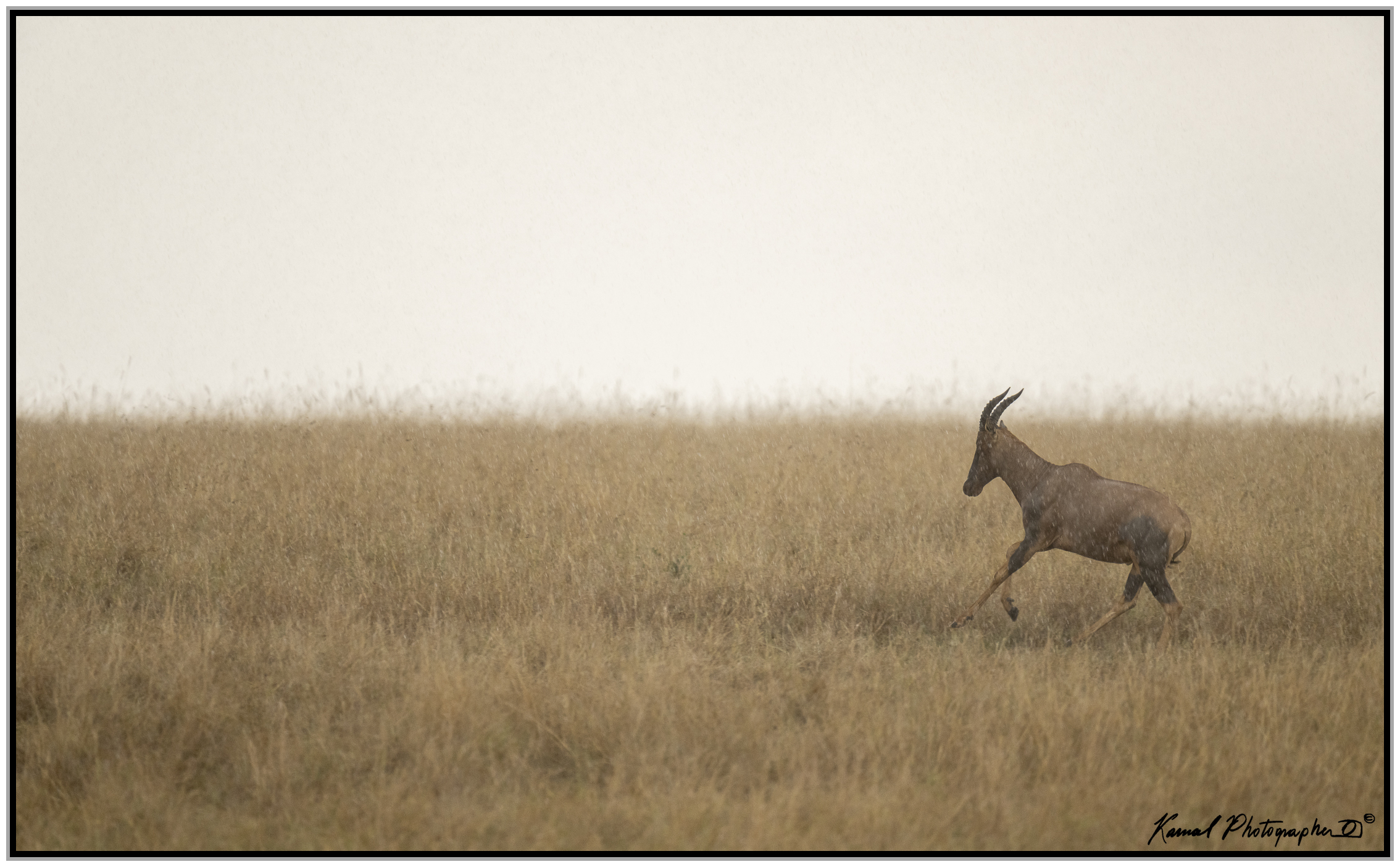 Damaliscus lunatus jimela