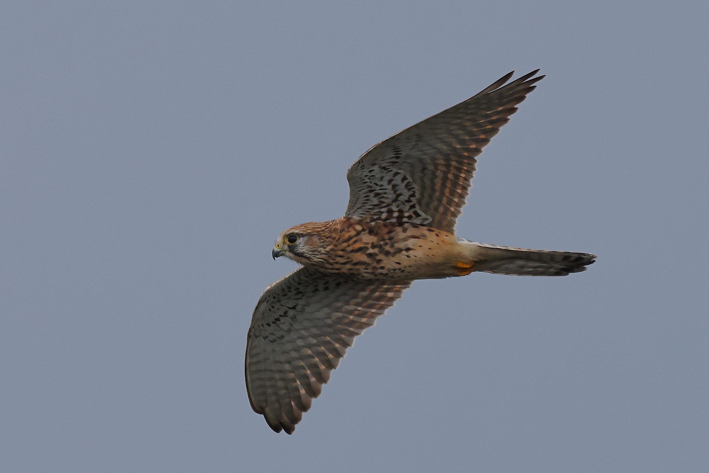 Gheppio in volo