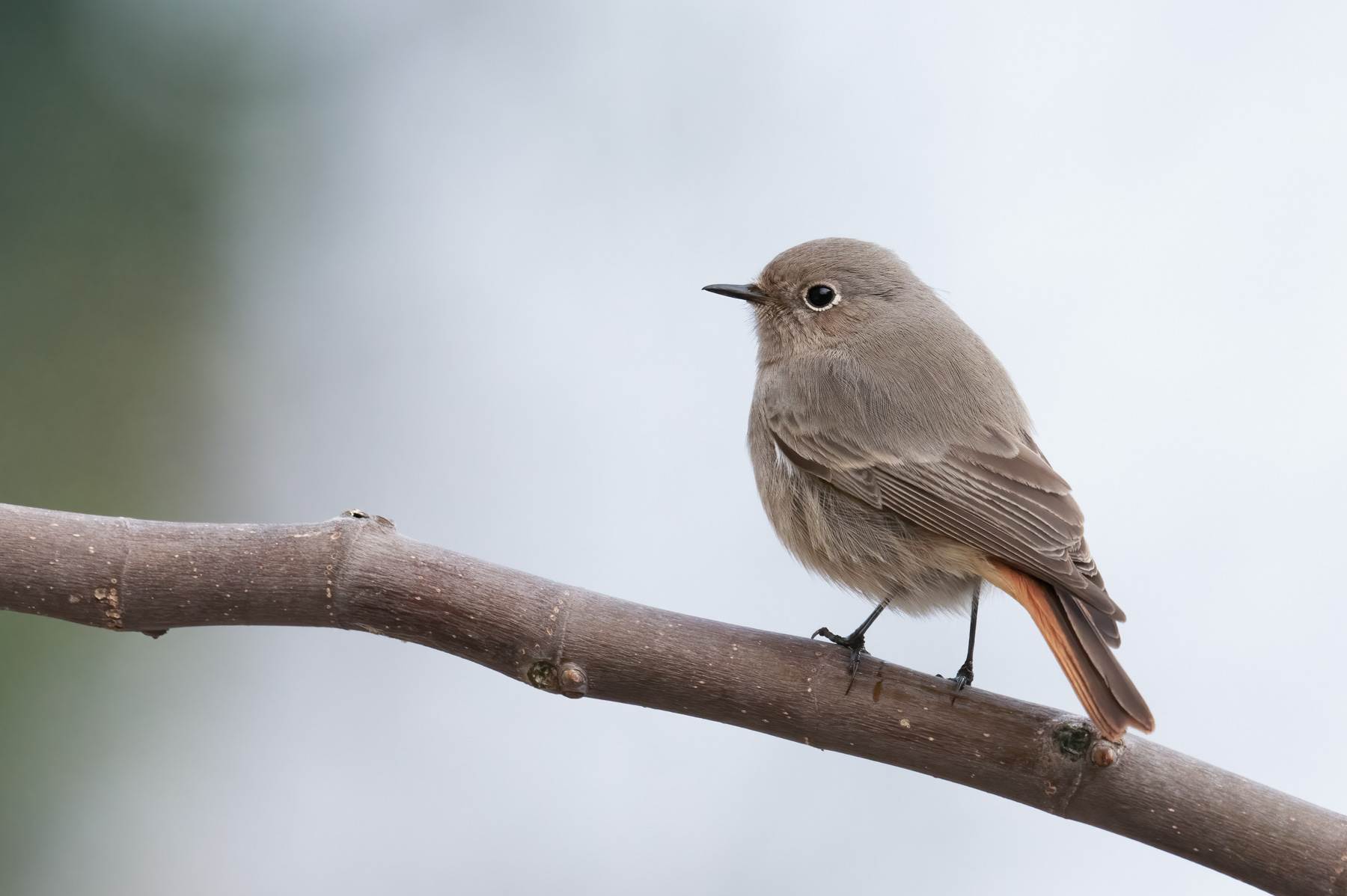 Redstart (Phoenicurus ochruros)