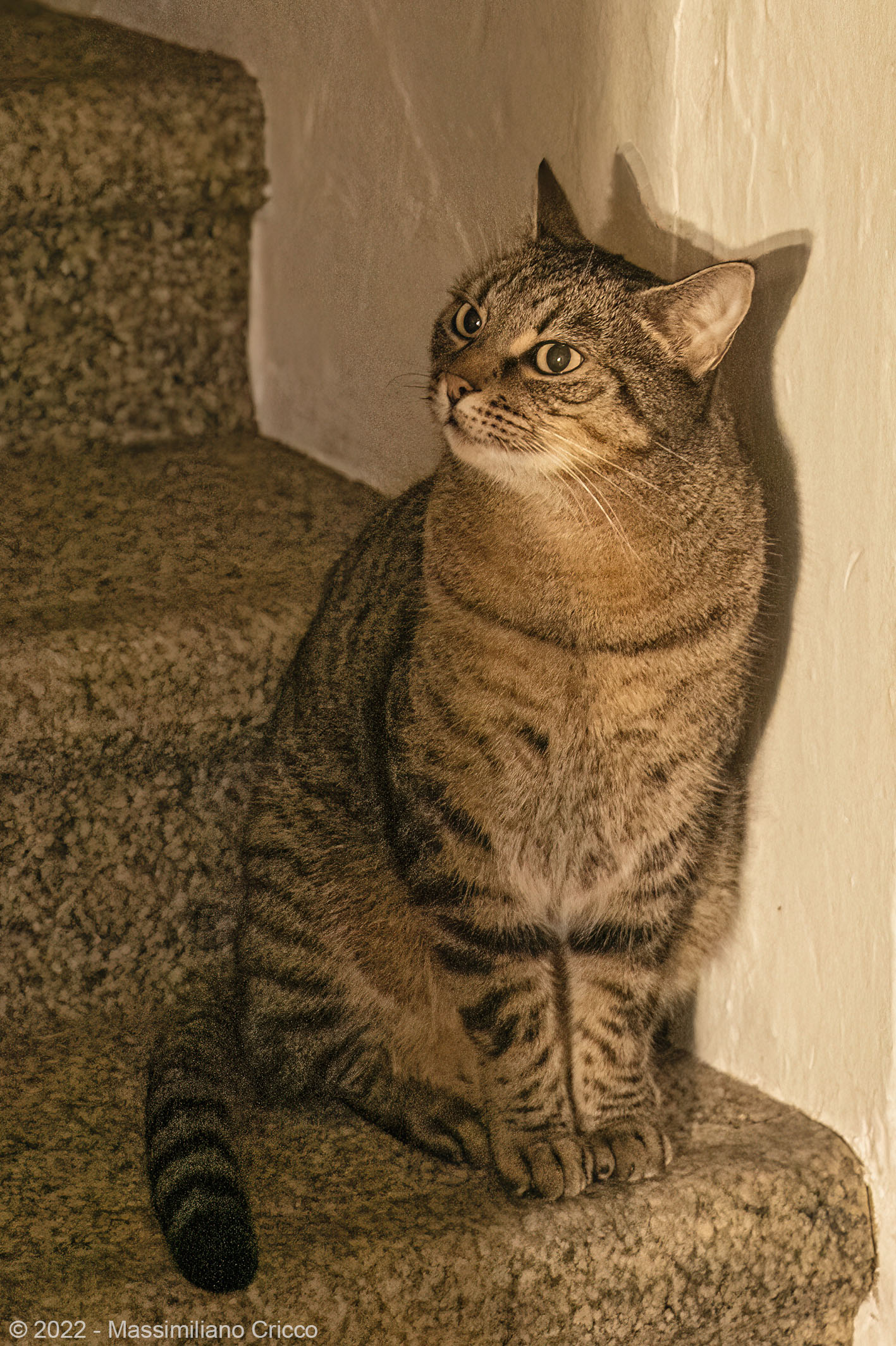 Ombra felina