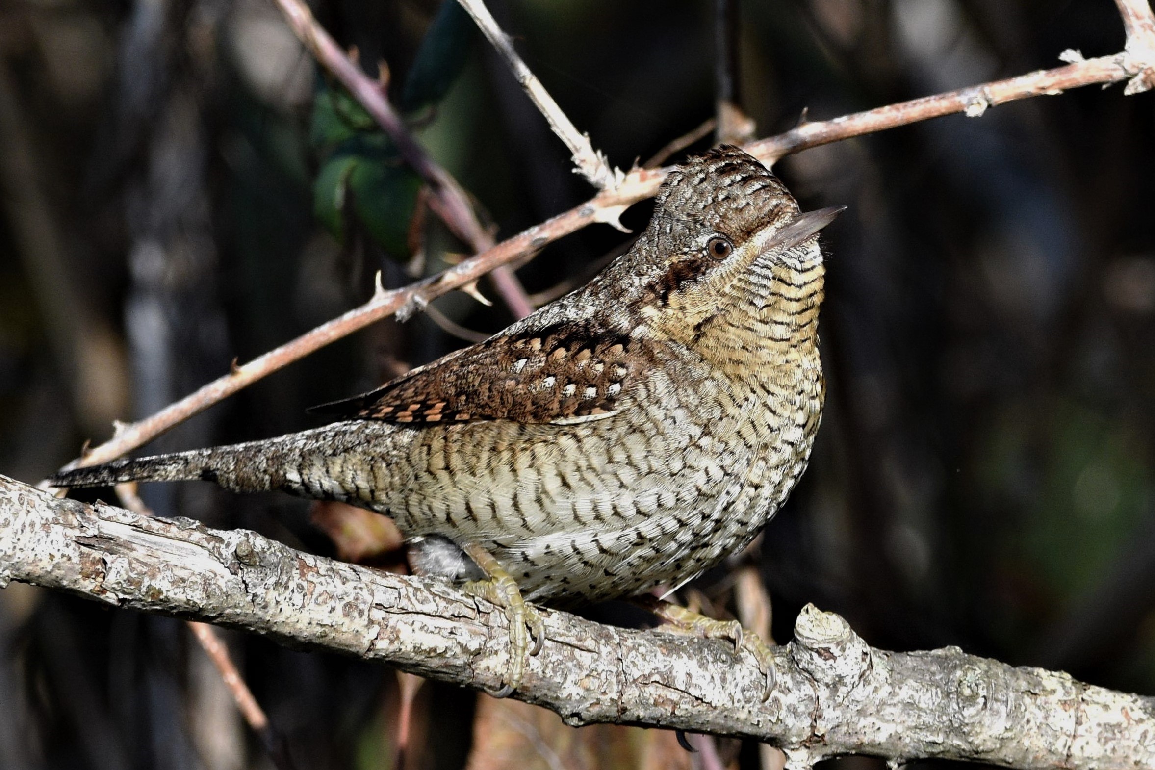 Wren