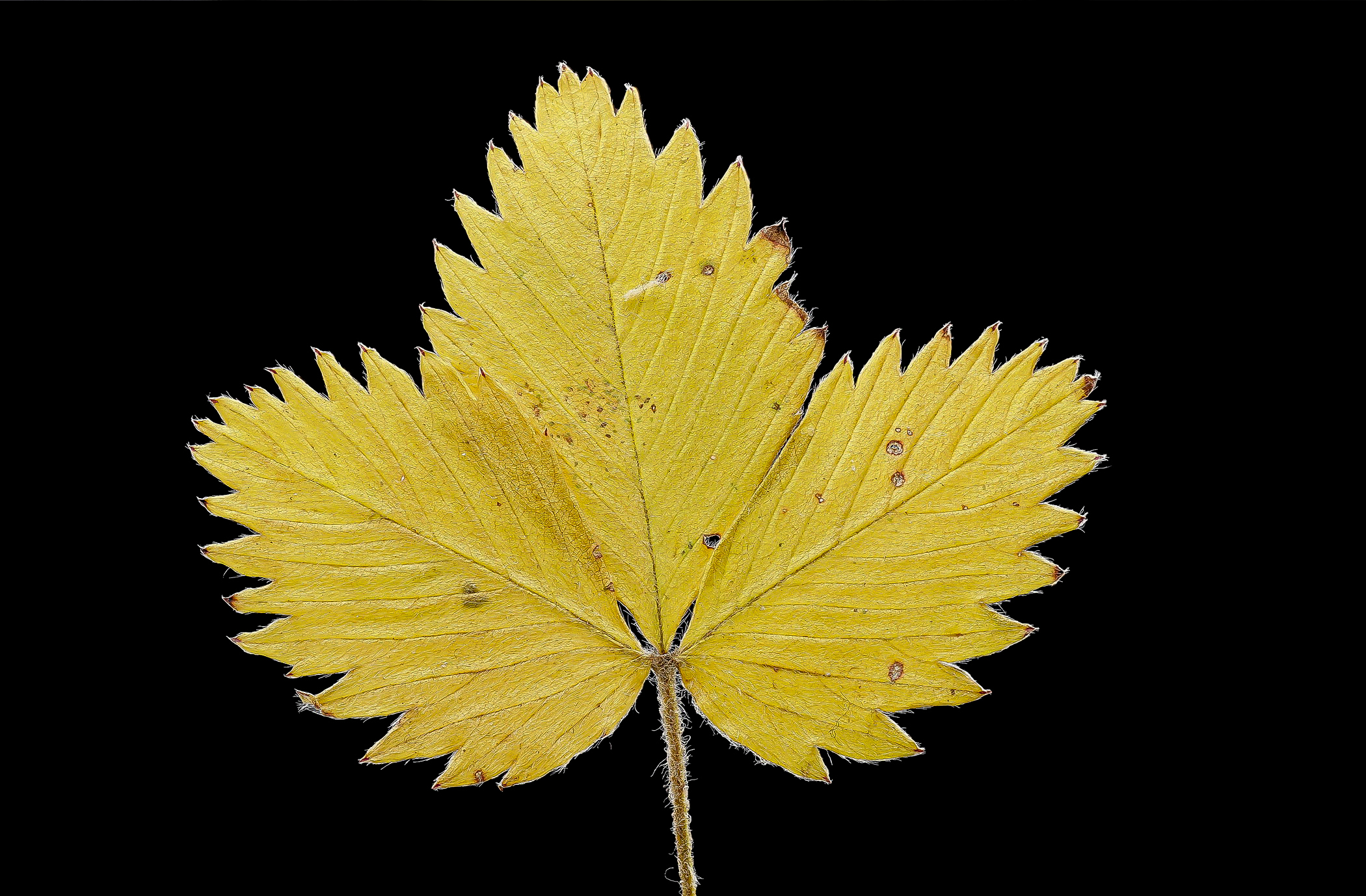 Leaf