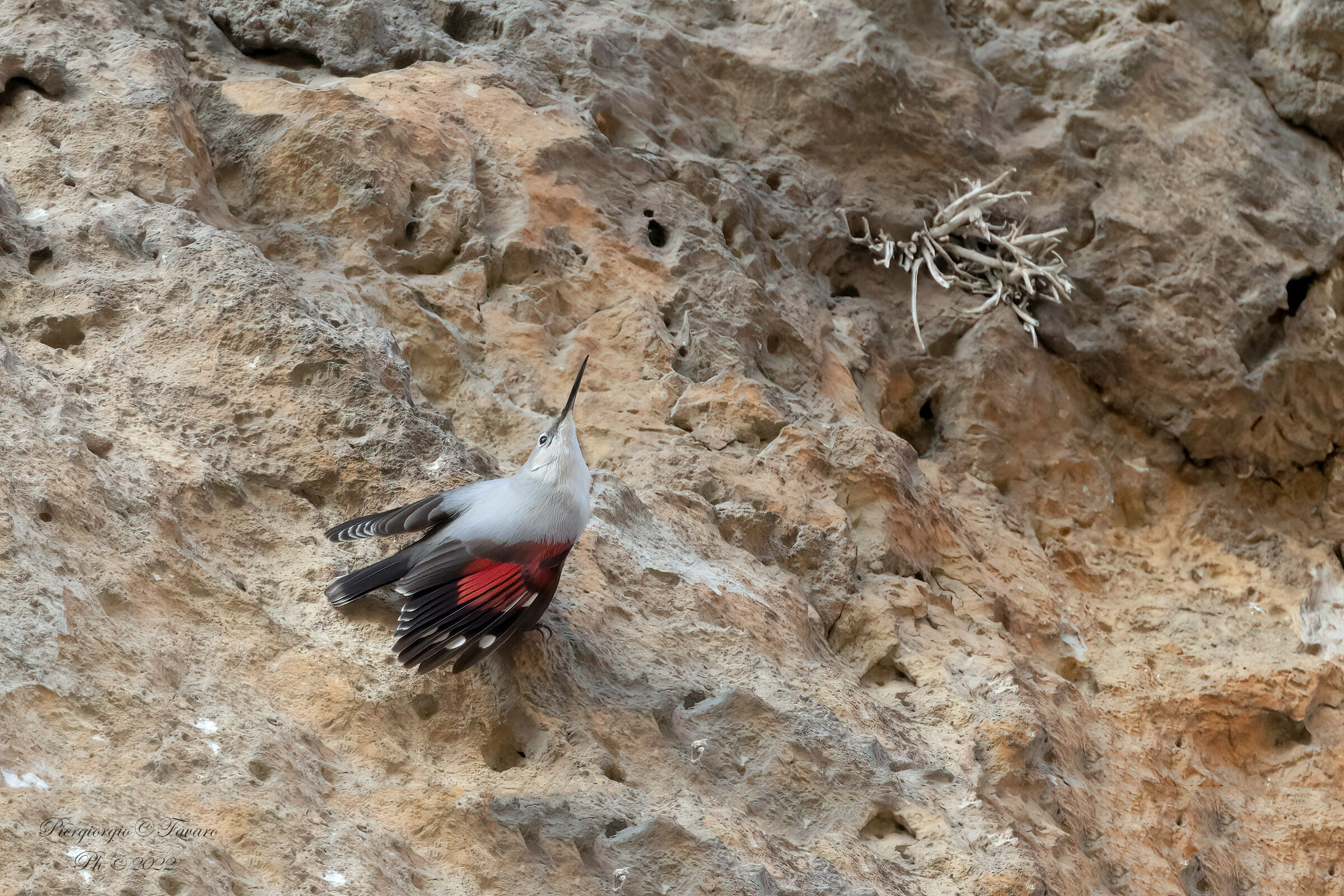 Wallcreeper