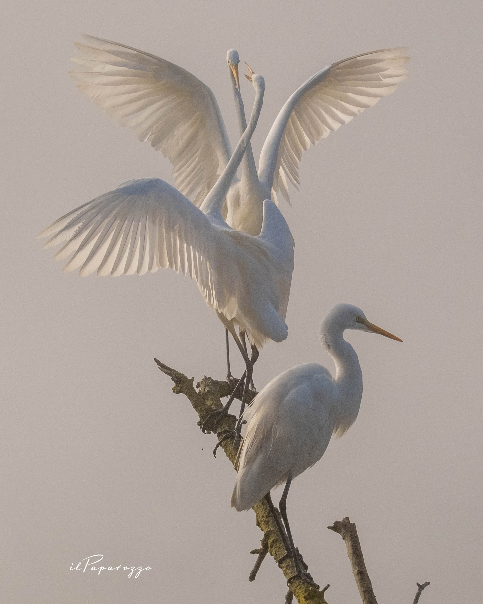 Airone Bianco Maggiore
