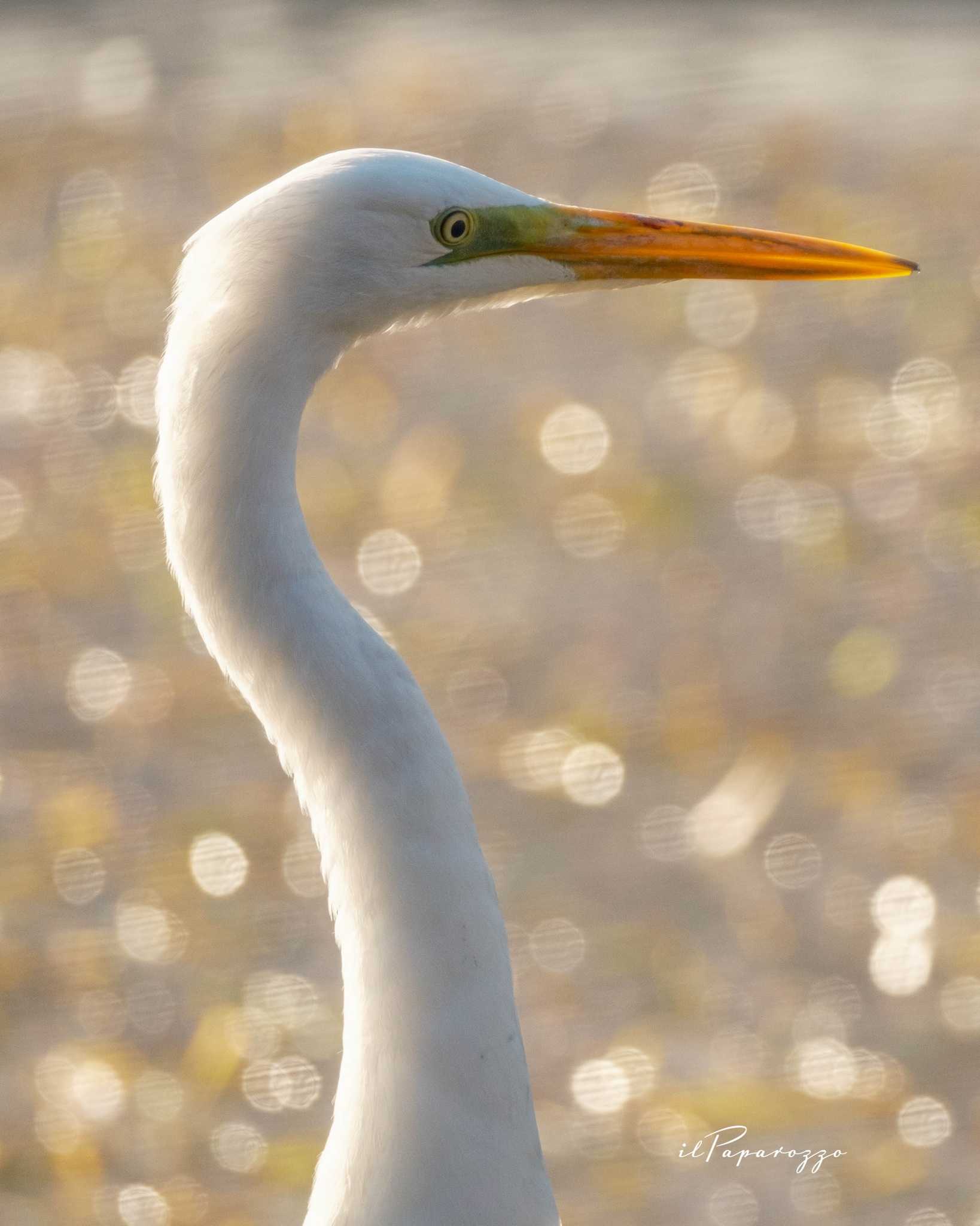 Airone Bianco Maggiore