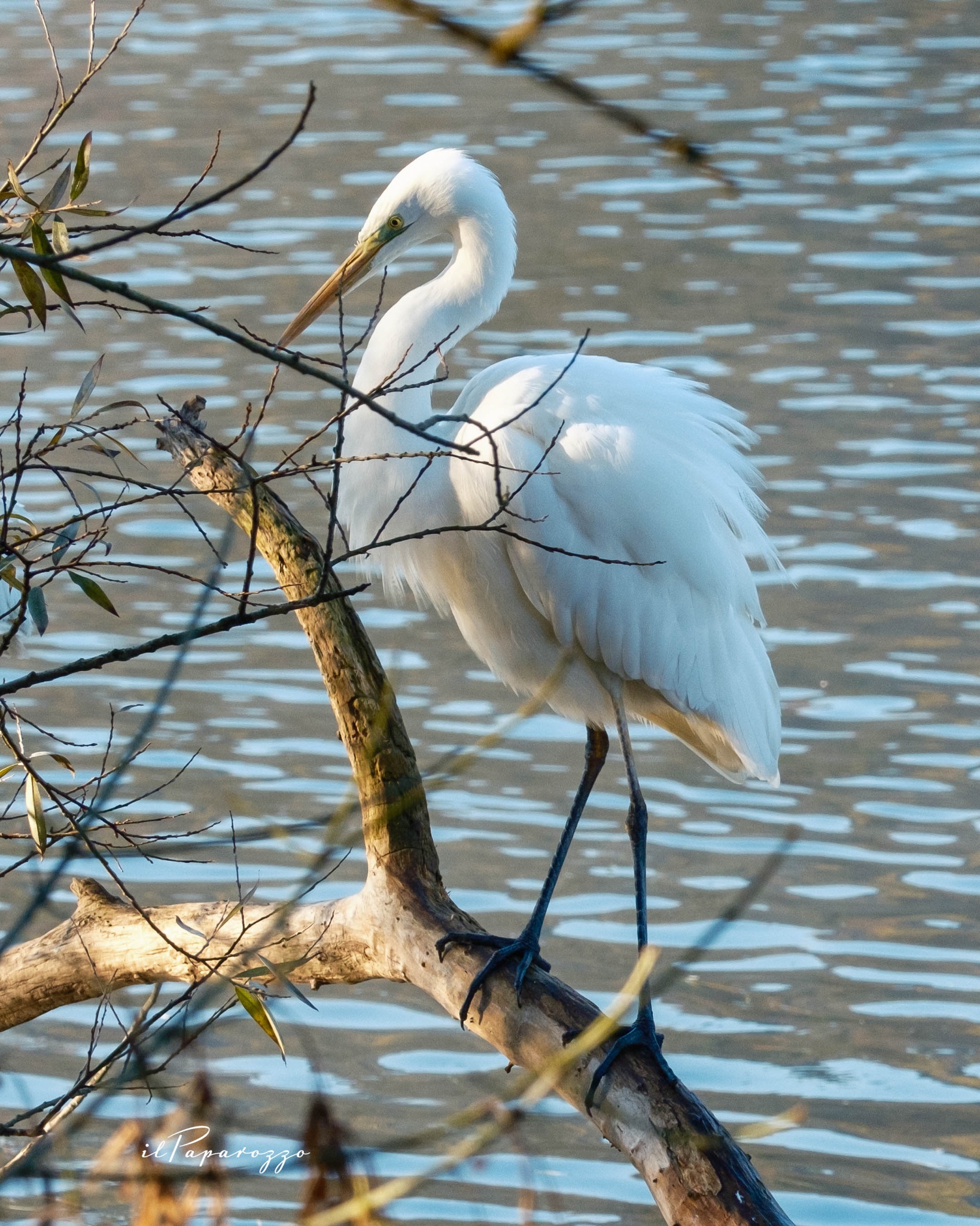 Airone Bianco Maggiore