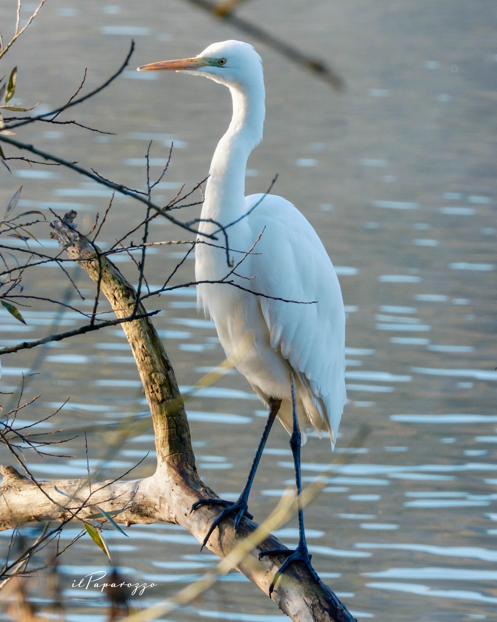 Airone Bianco Maggiore