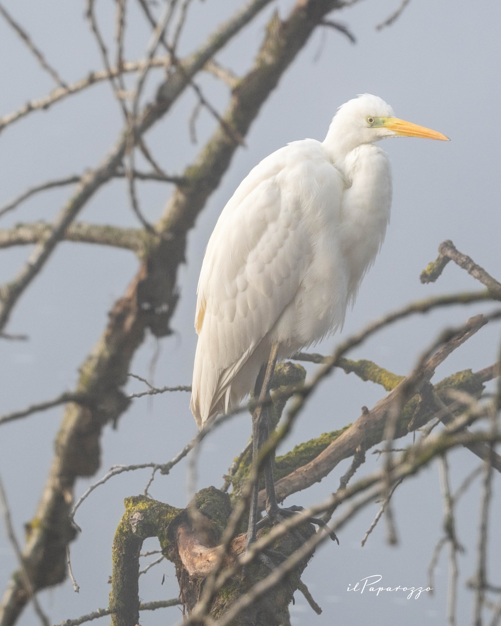 Airone Bianco Maggiore