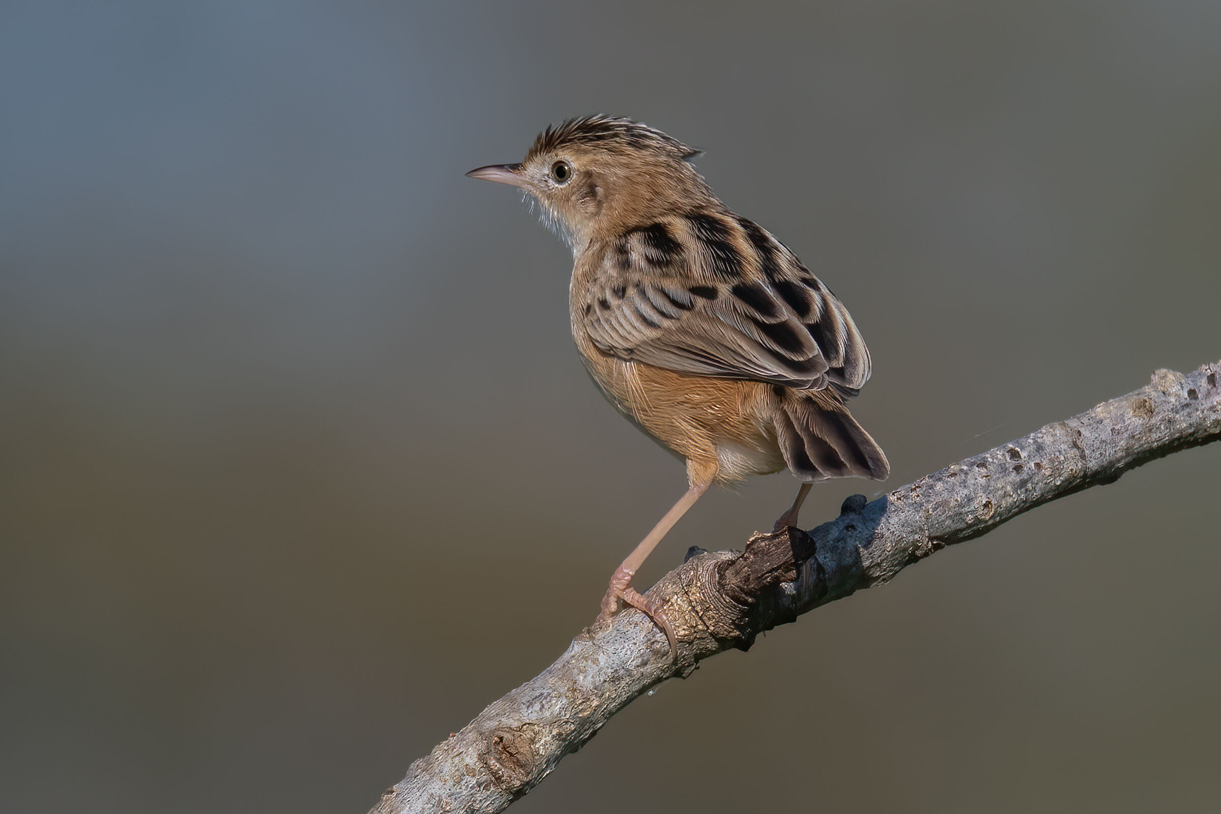 Beccamoschino(Cisticola juncidis)