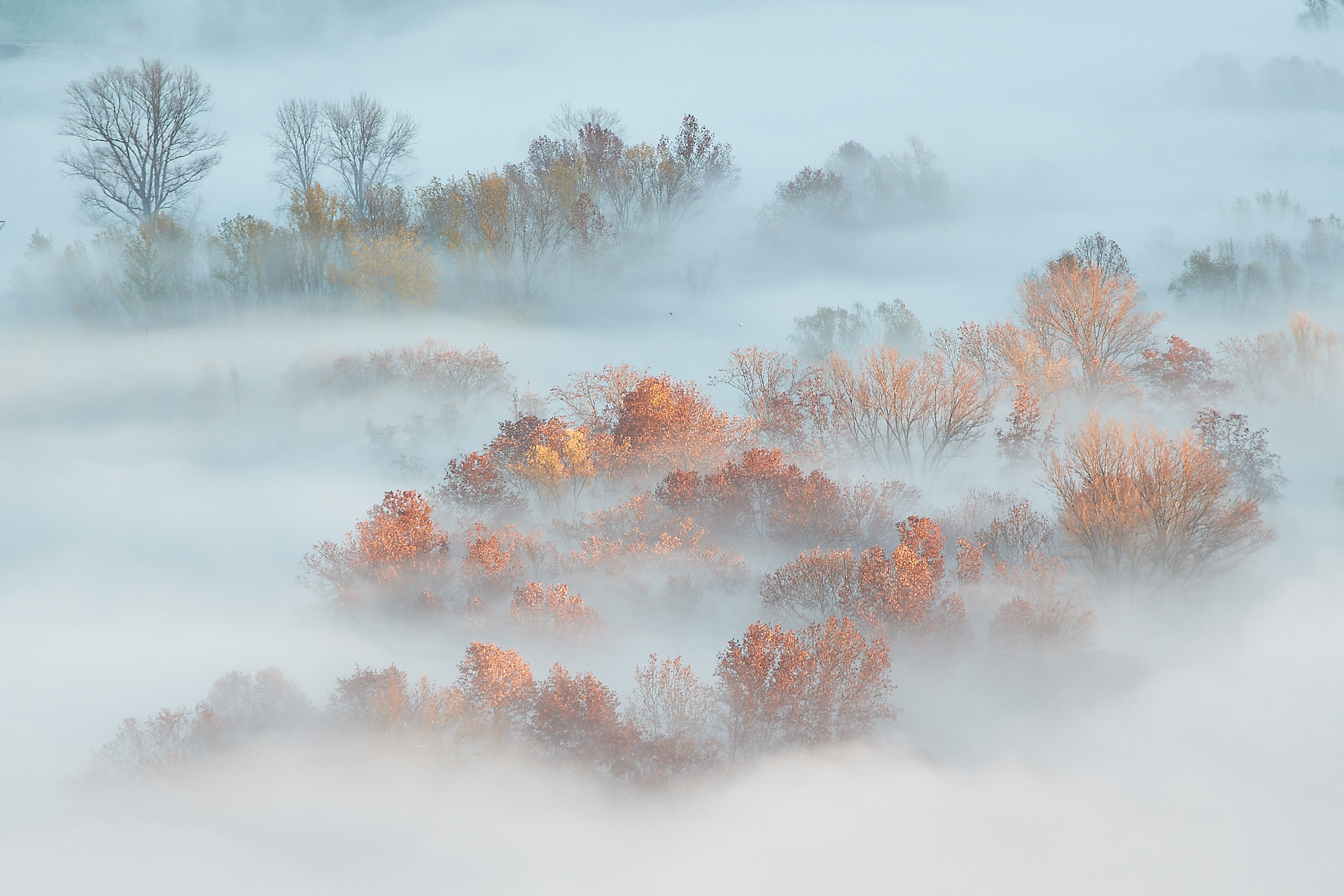 Alberi nella nebbia