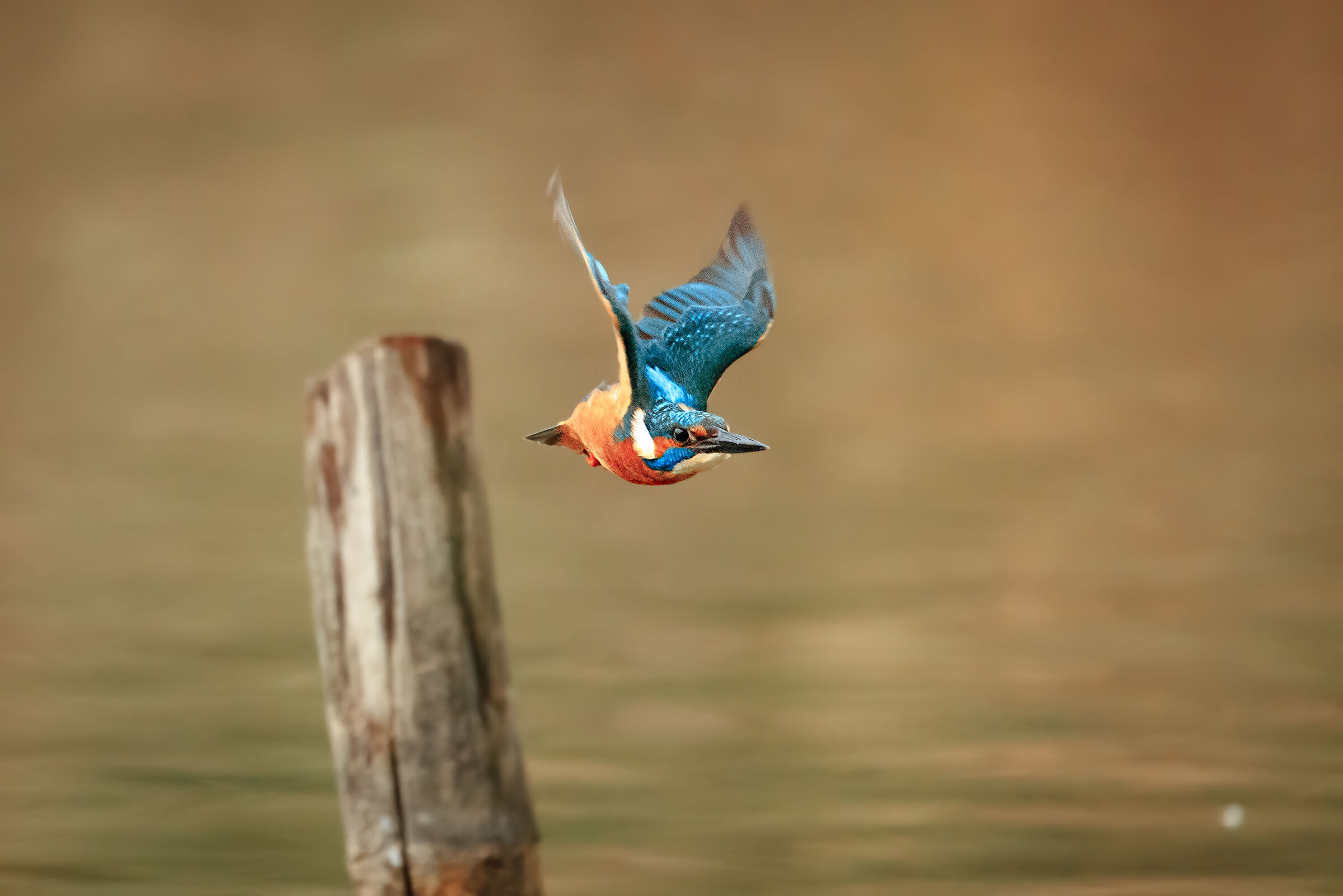 Kingfisher (male)