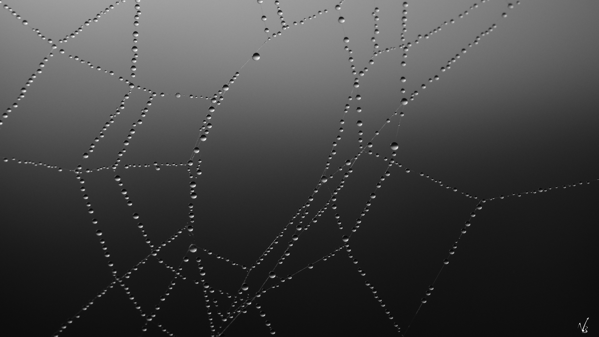 Silver Silk, a spider web covered by morning dew