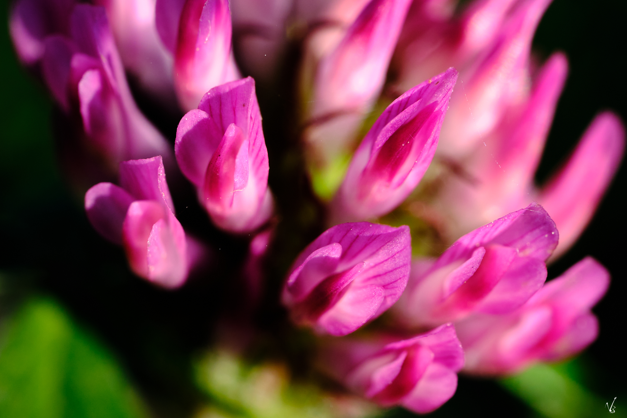 Softness