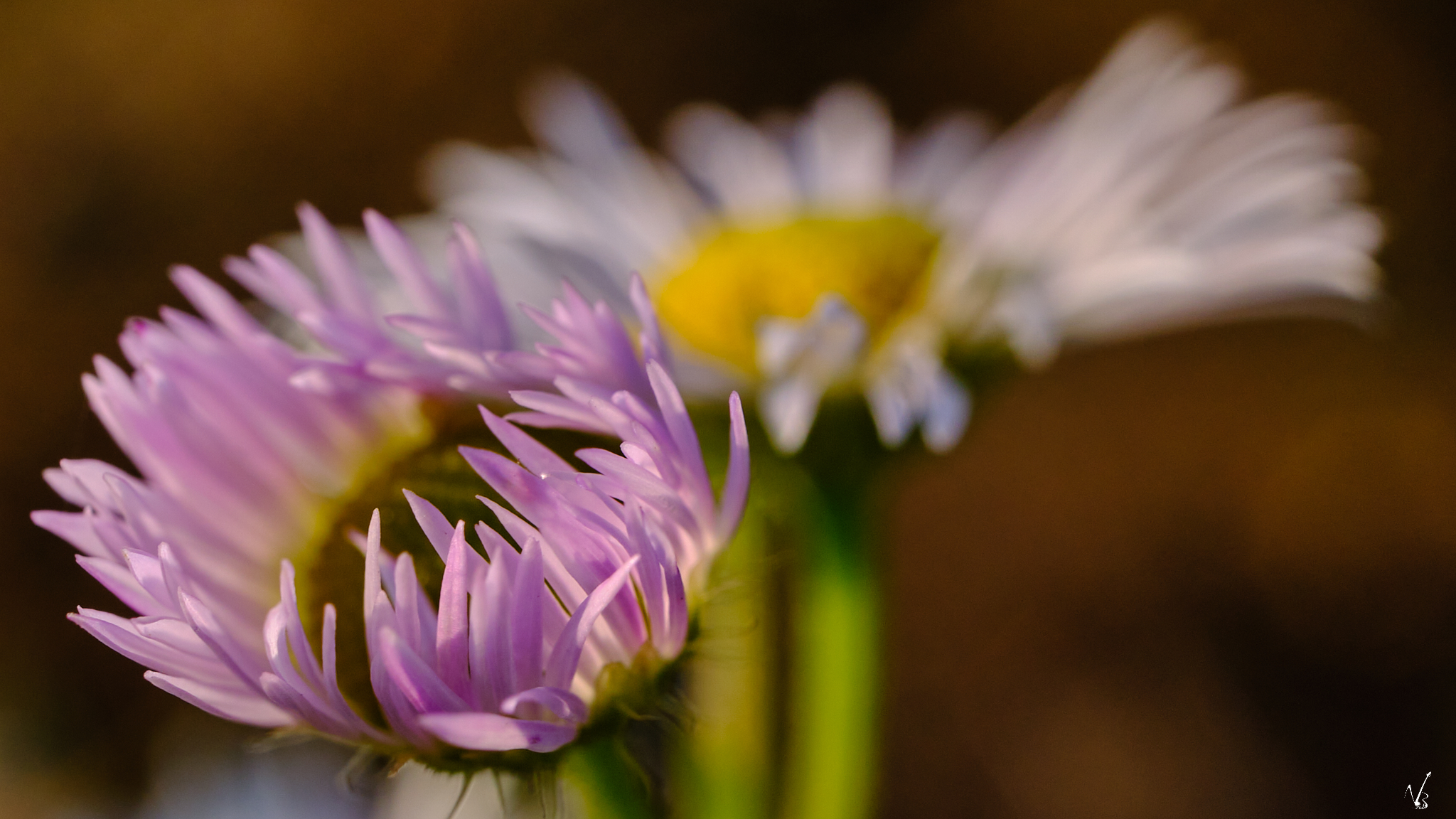 Softness