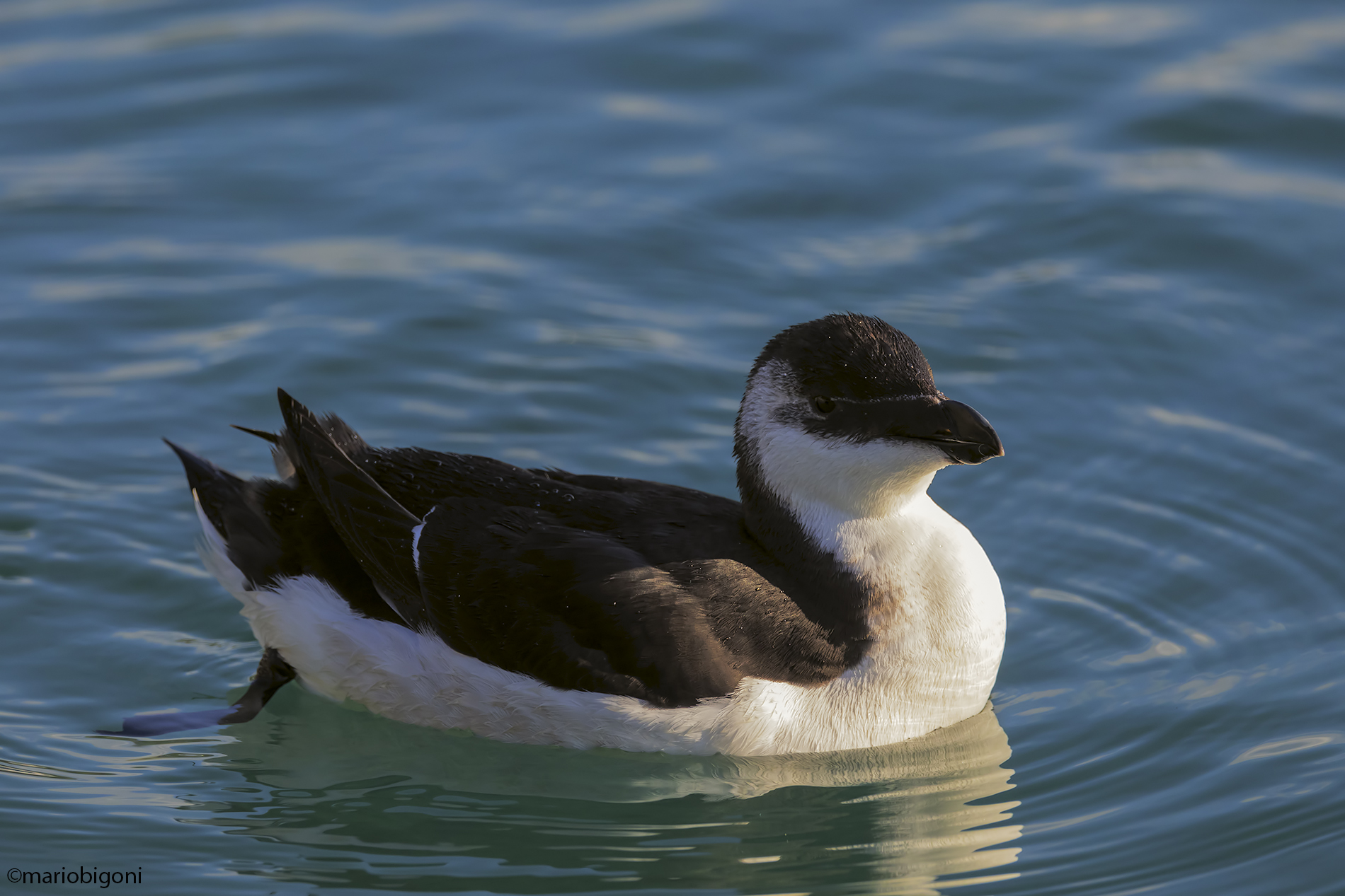 Razorbill
