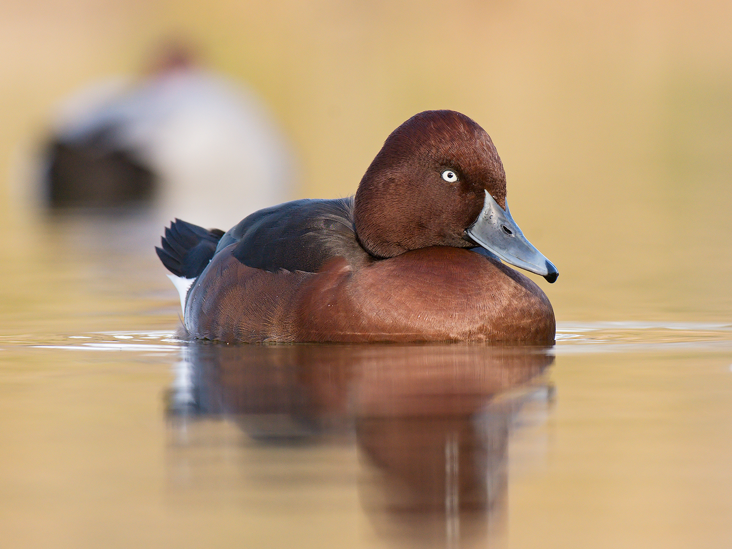 Ferruginous duck