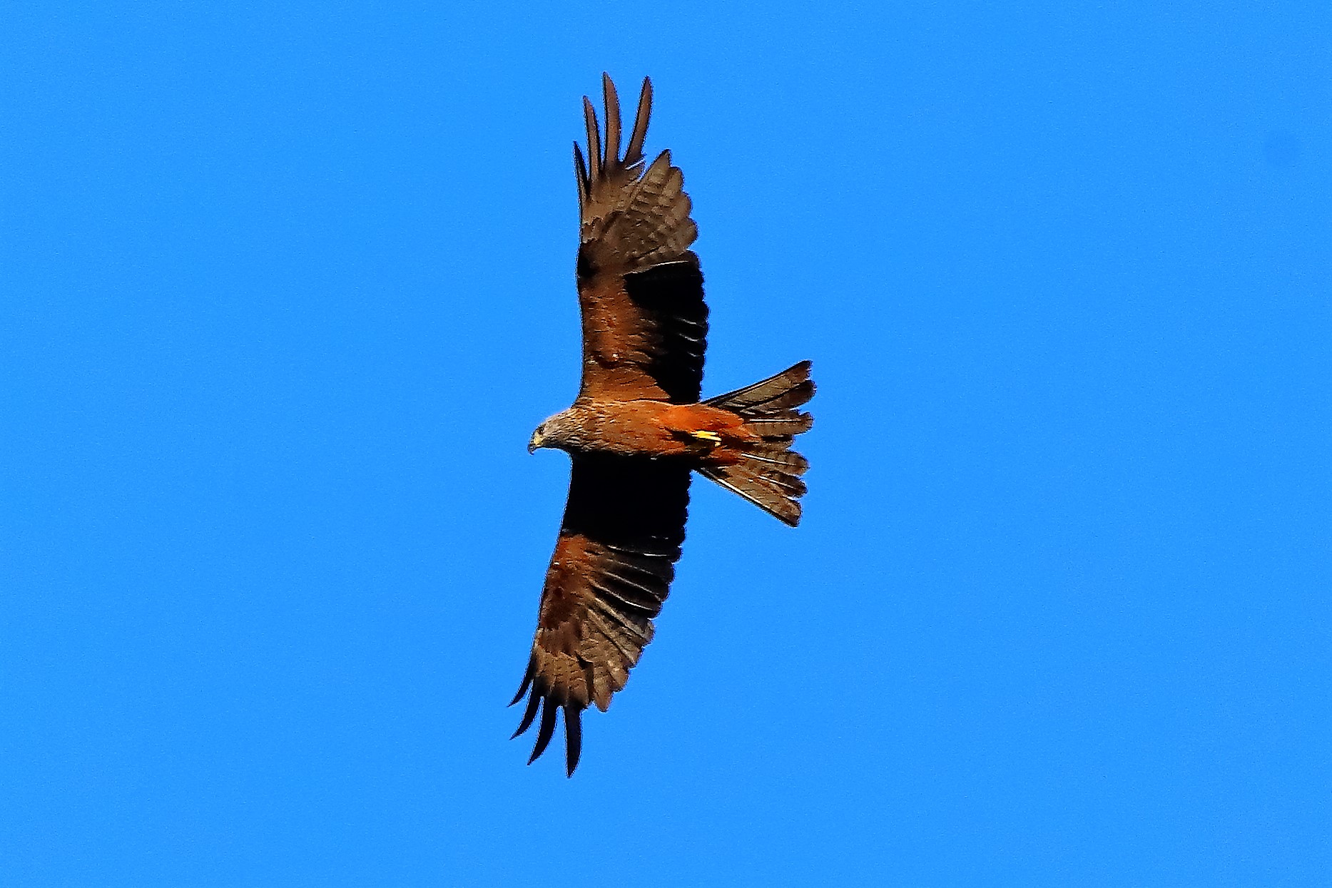 Nibbio bruno 02-08-2022