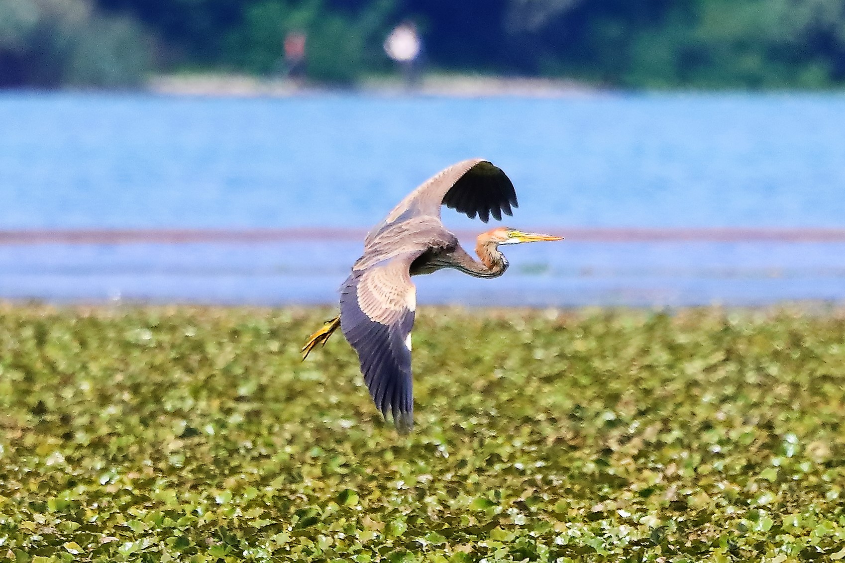 Airone rosso agosto 2022