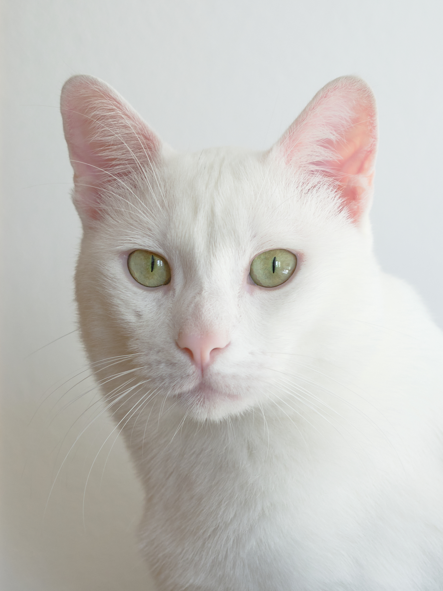 Cocò alias Blanchetto