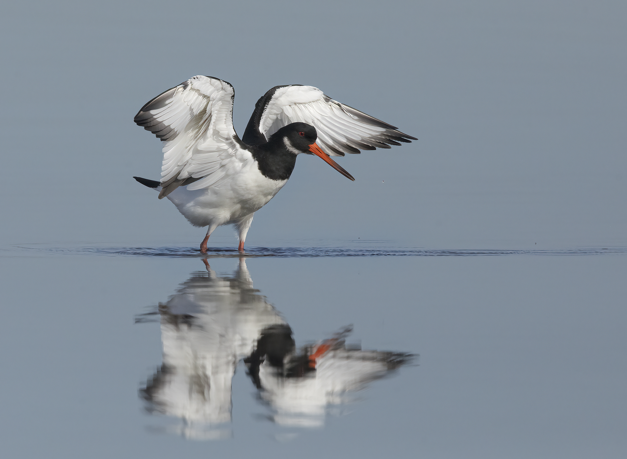 oystercatcher