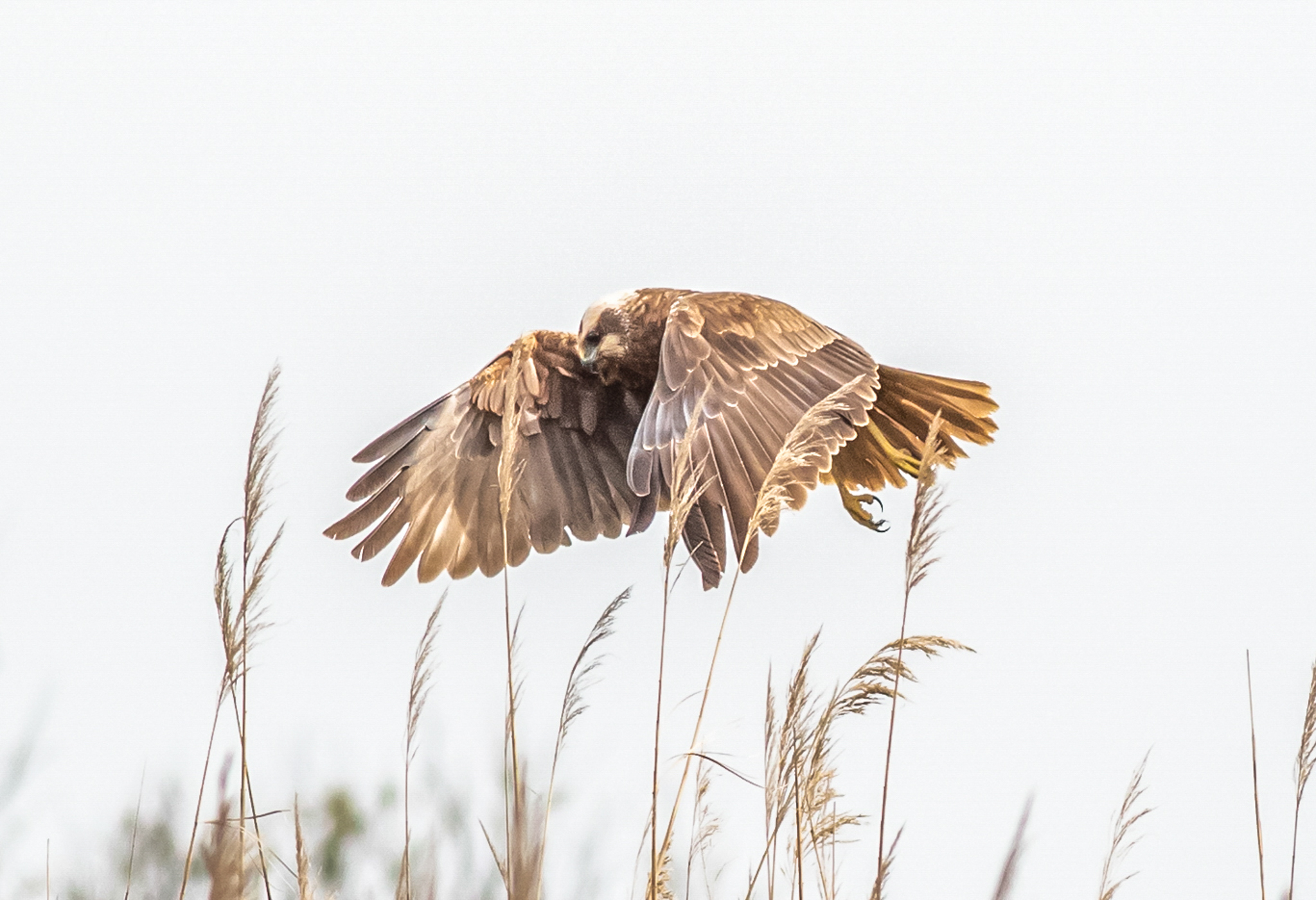 Marsh harrier
