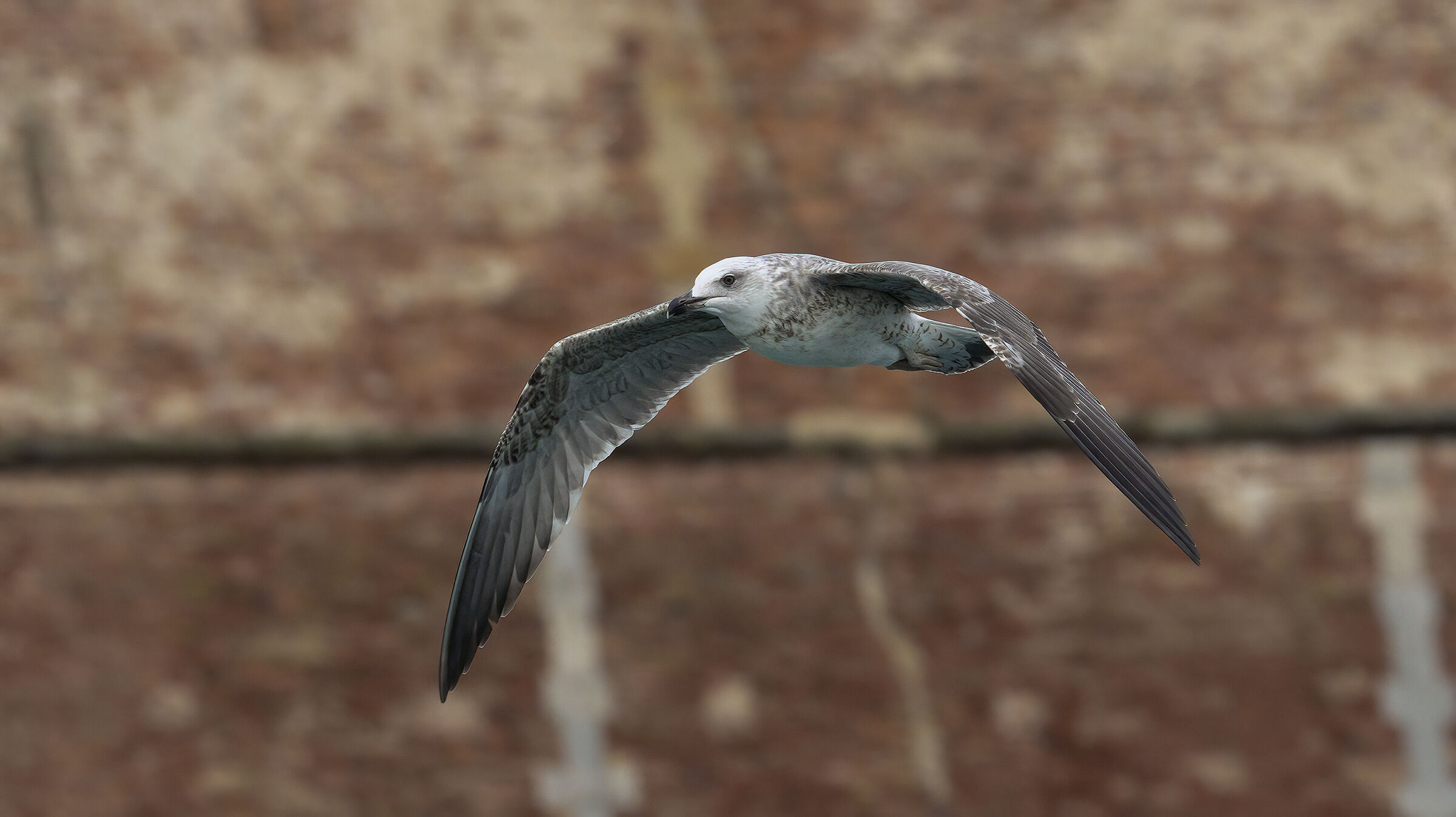 gabbiano porto iso 5000 - 2