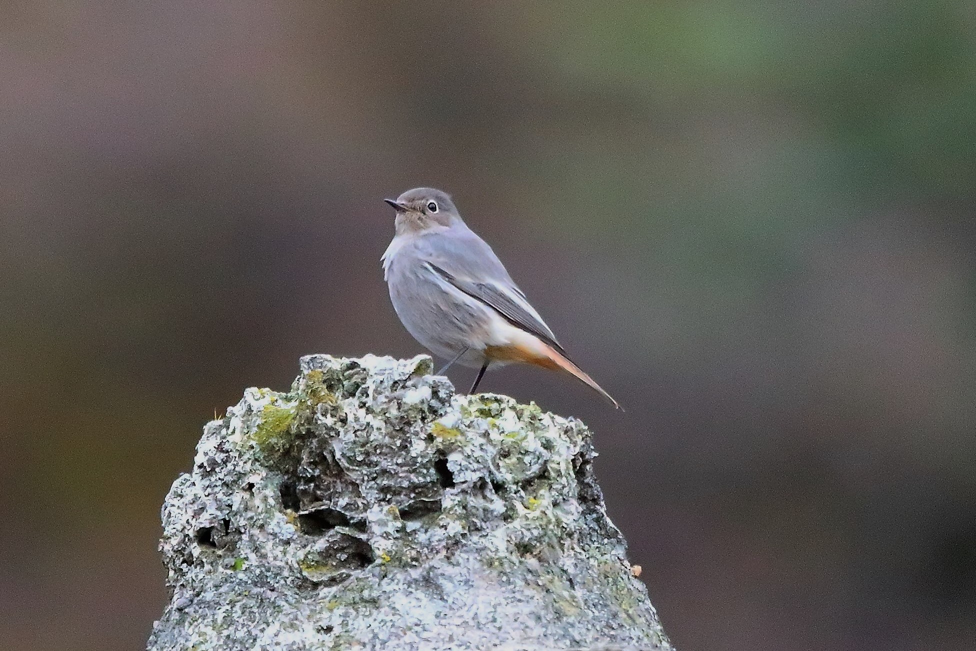 Codirosso 08 dicembre 2022