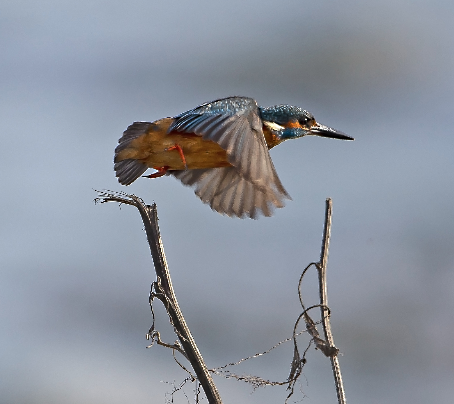 Prima uscita con il mio 500 f4