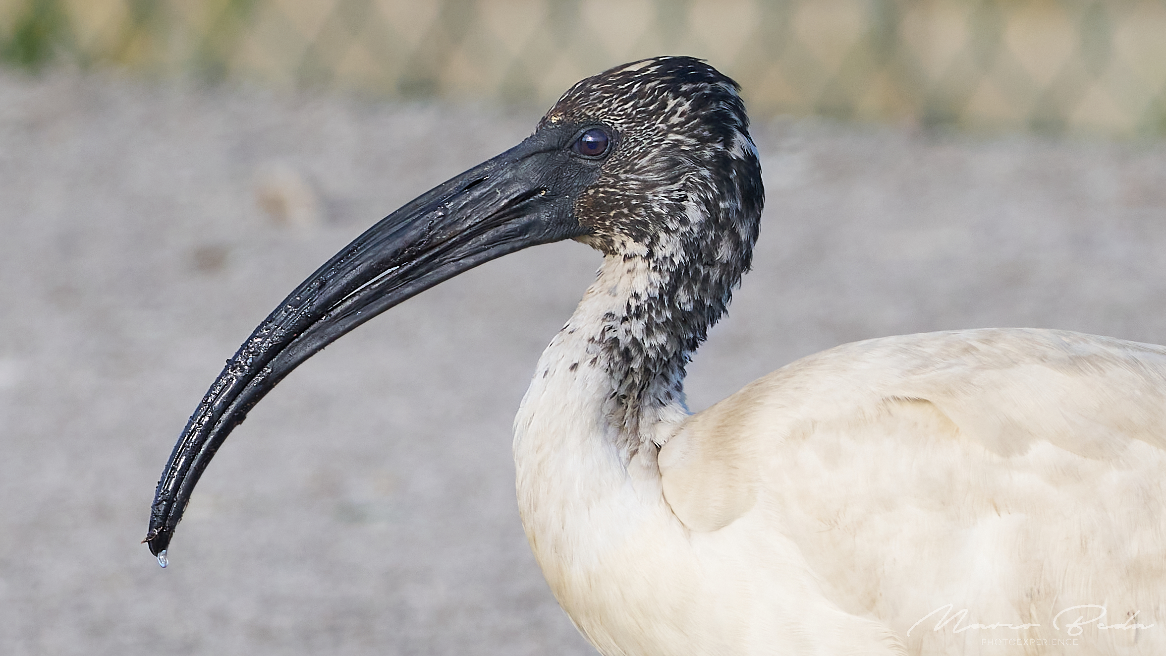 ibis sacro