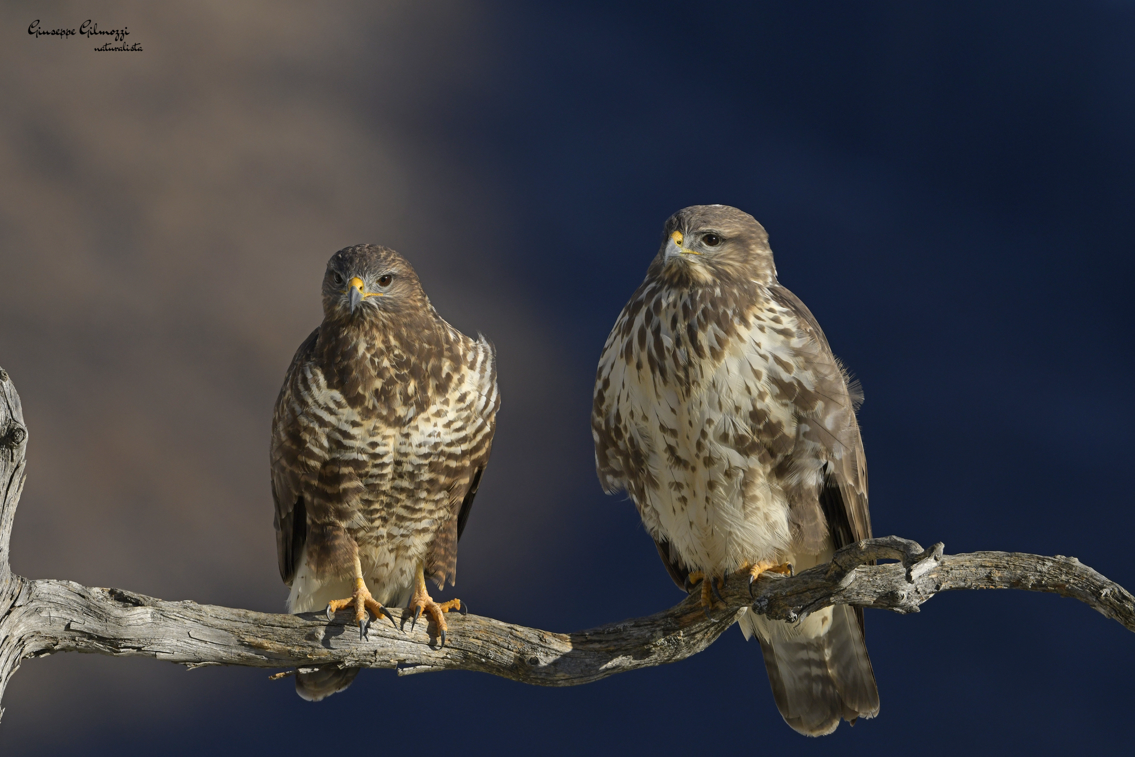 Pair of buzzards