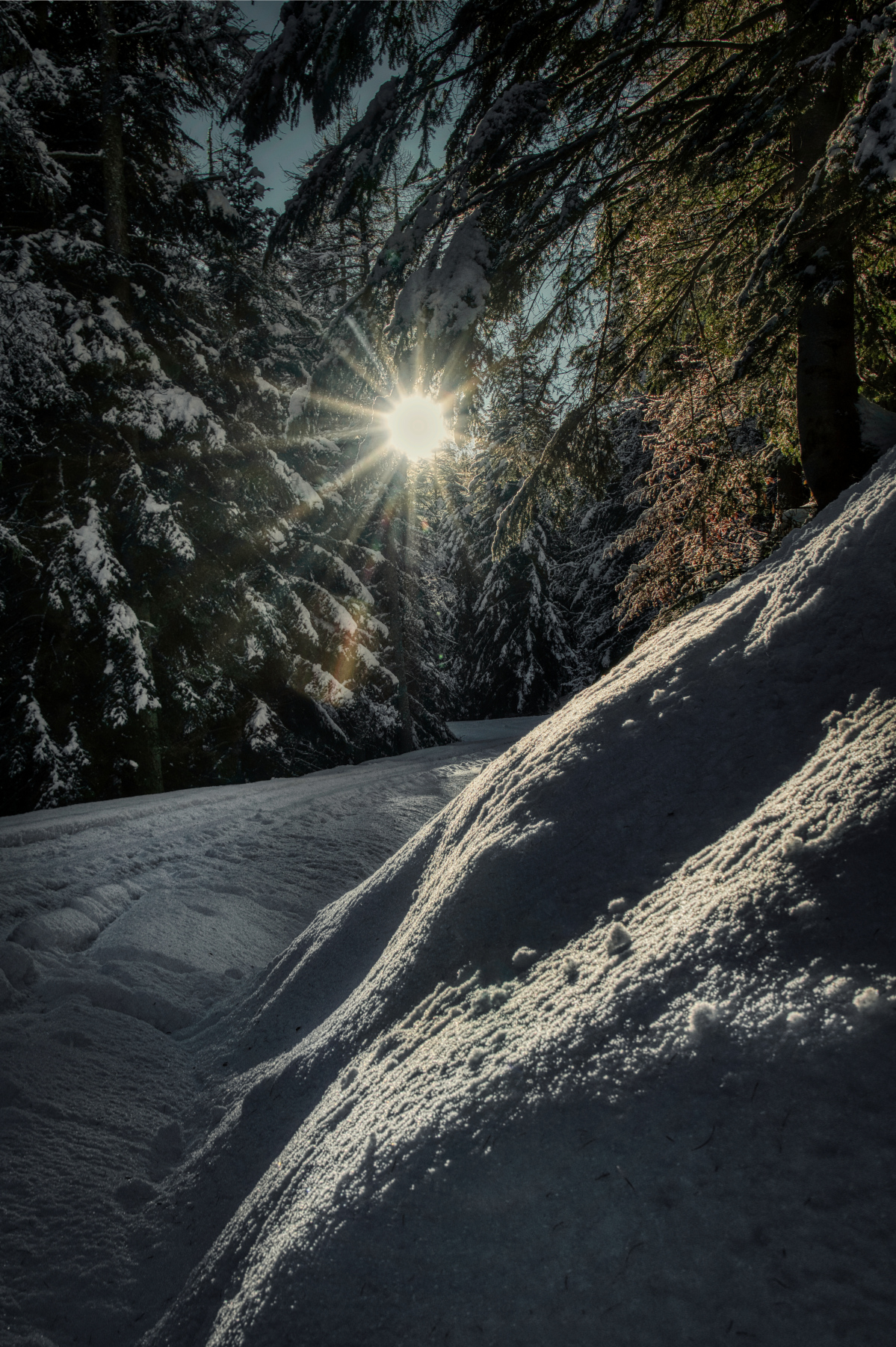 Ligurian Alps, forest of Navette.... peace and silence