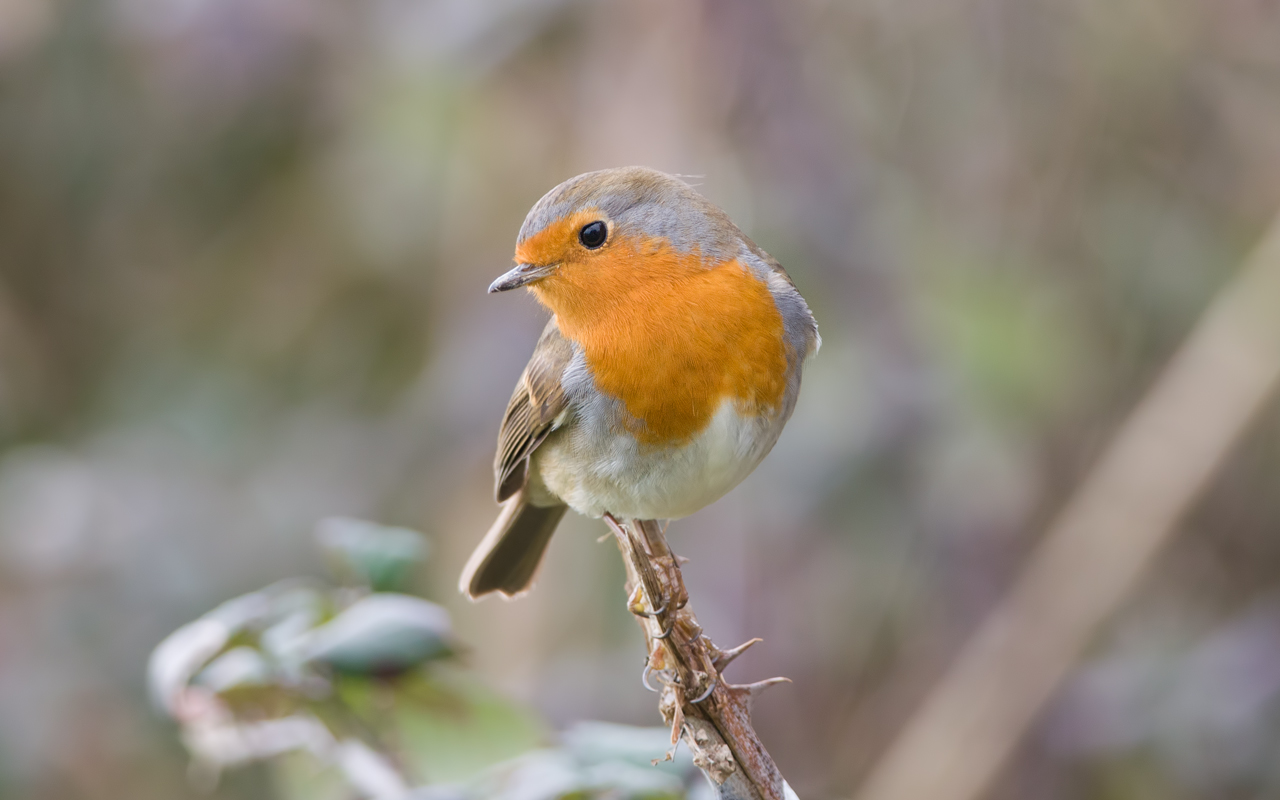 Pettirosso fotomodello