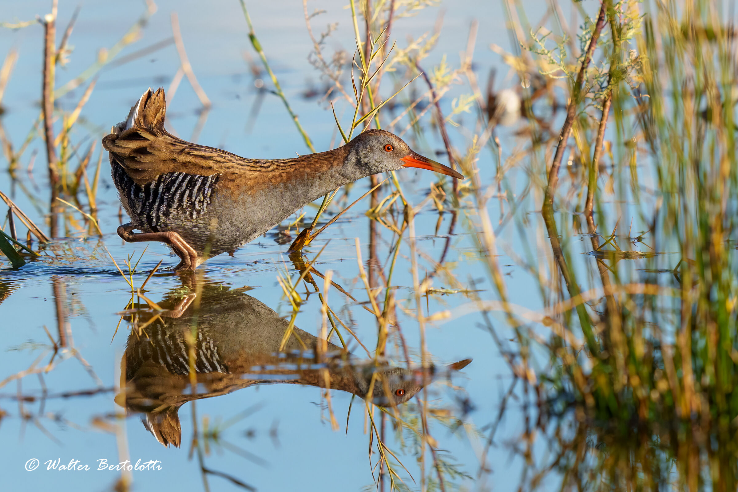 Water rail hunting