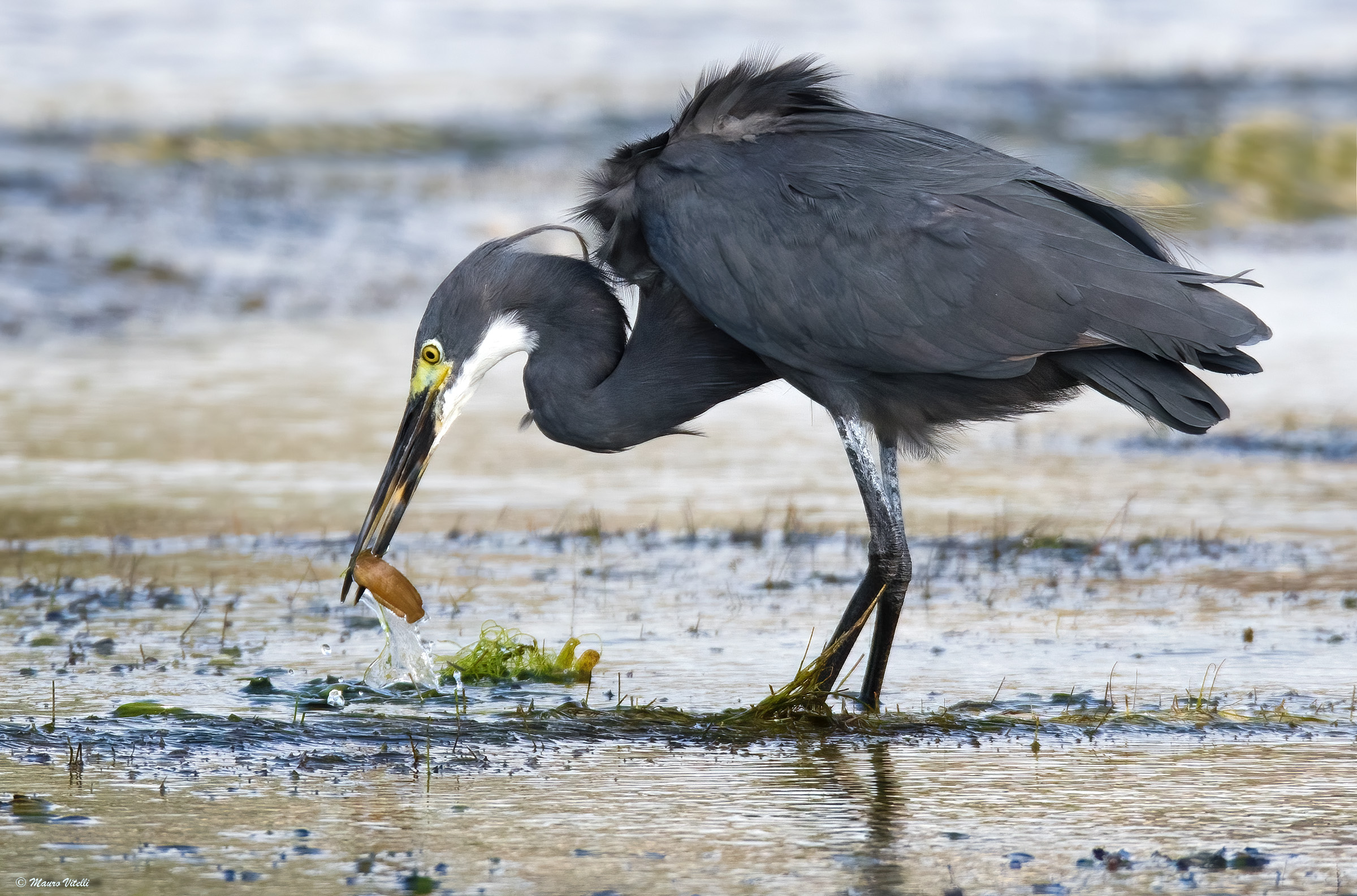 Schistacean heron dark morphism (egretta gularis)
