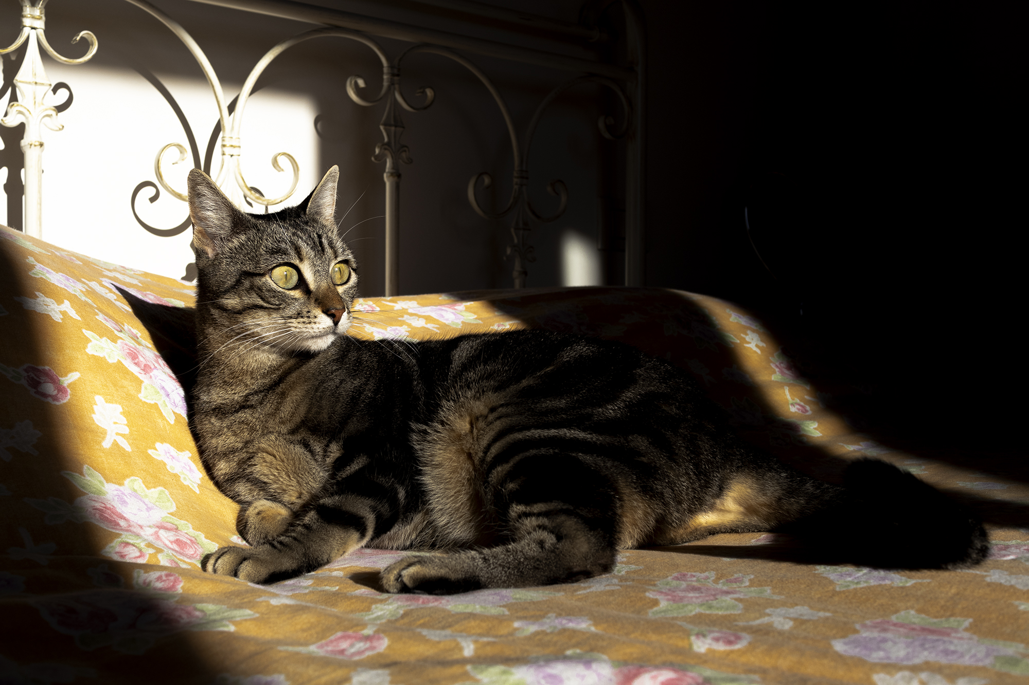 Tweety in the sun