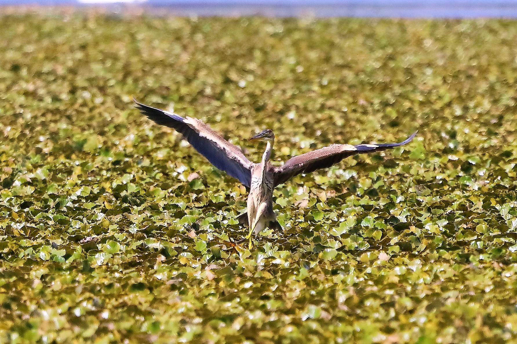 airone rosso 27-08-2022