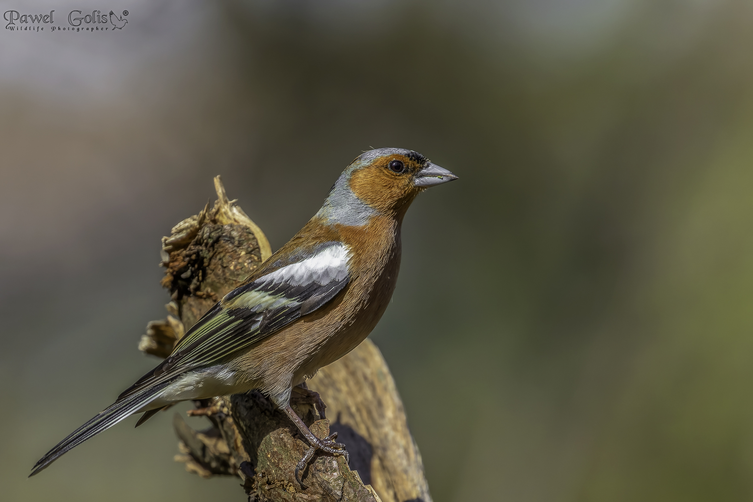 Fringuello comune (Fringilla coelebs)