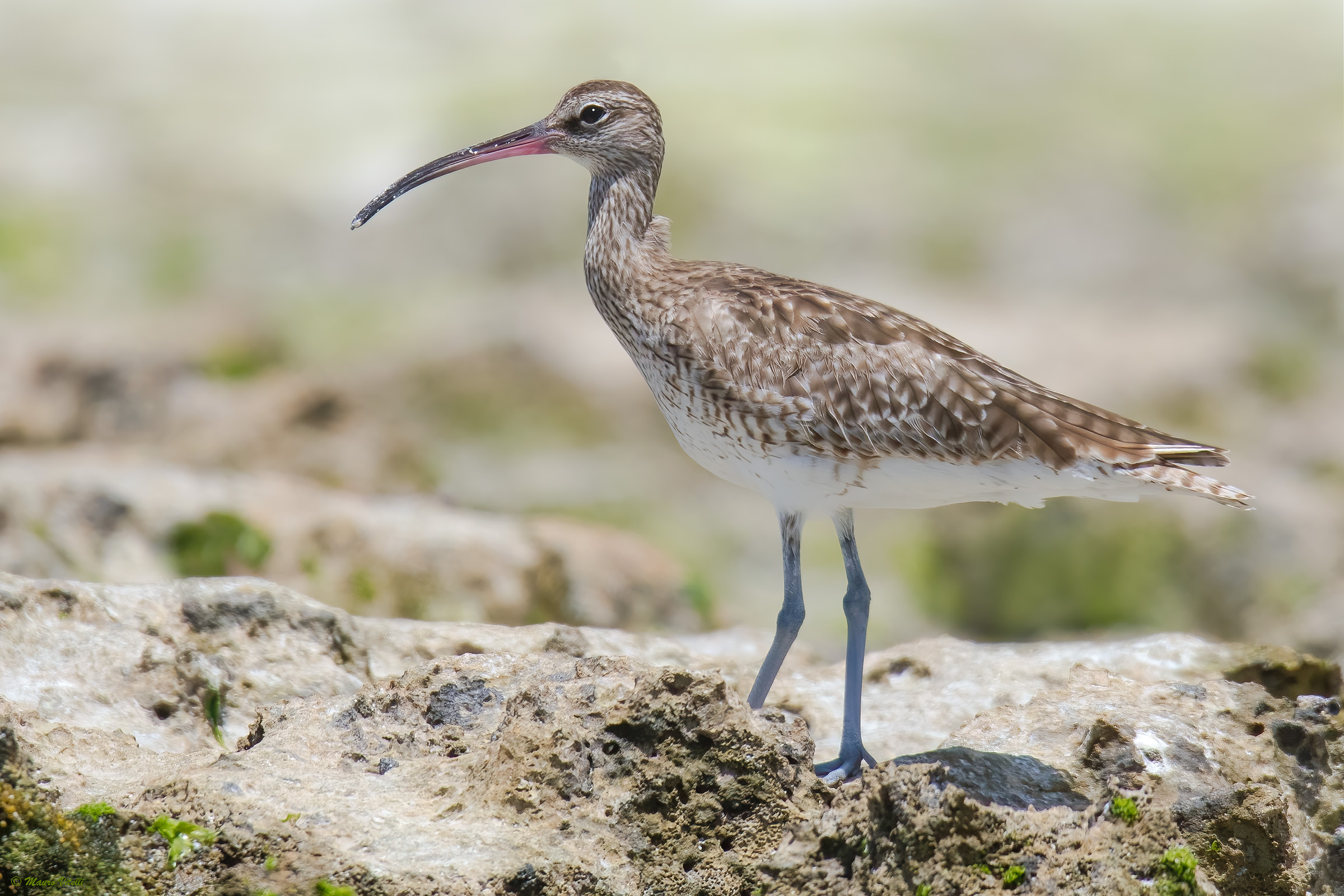 Little Curlew (Numenius phaeopus)