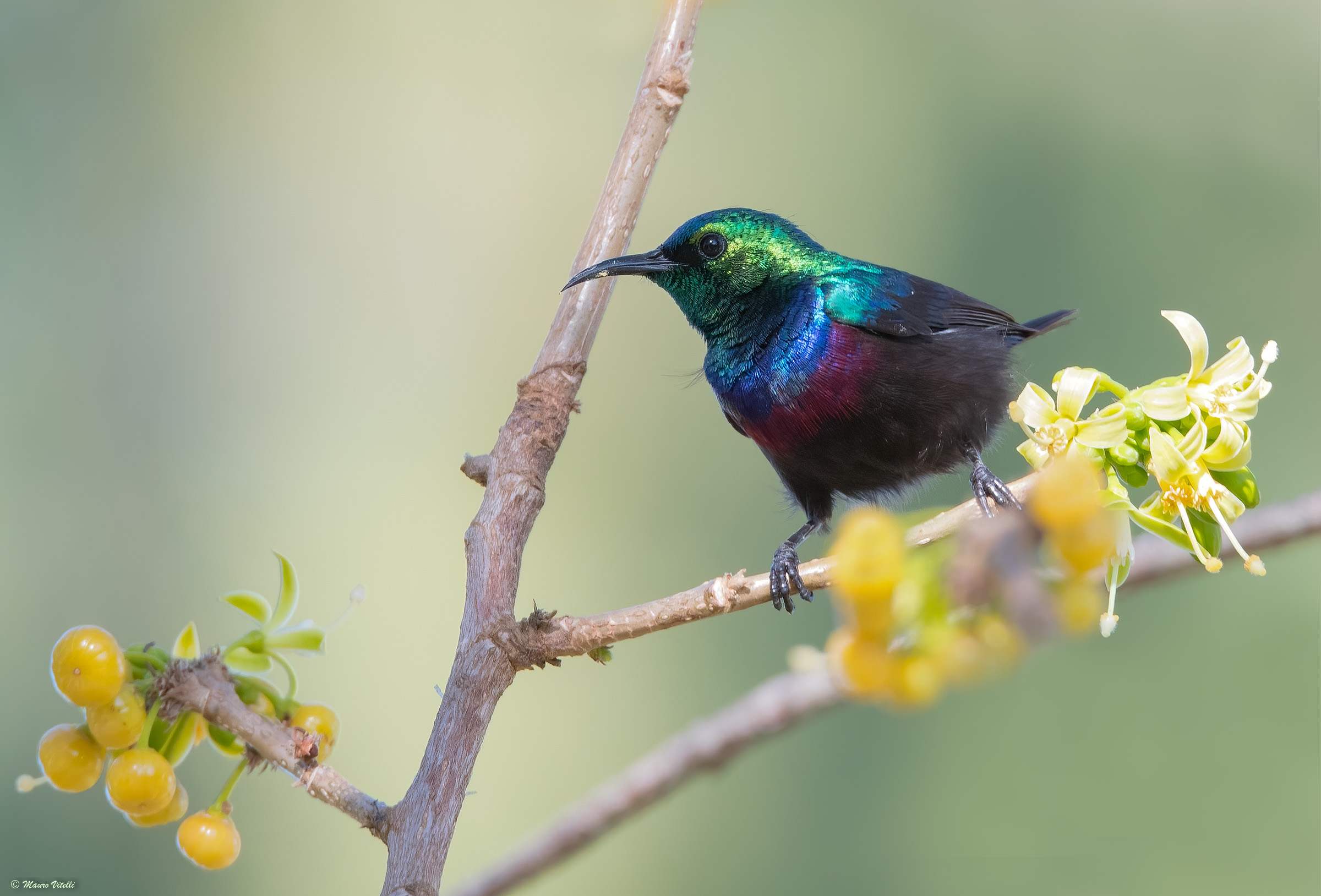 Bifasciated Nectarine (Cinnyris bifasciatus)