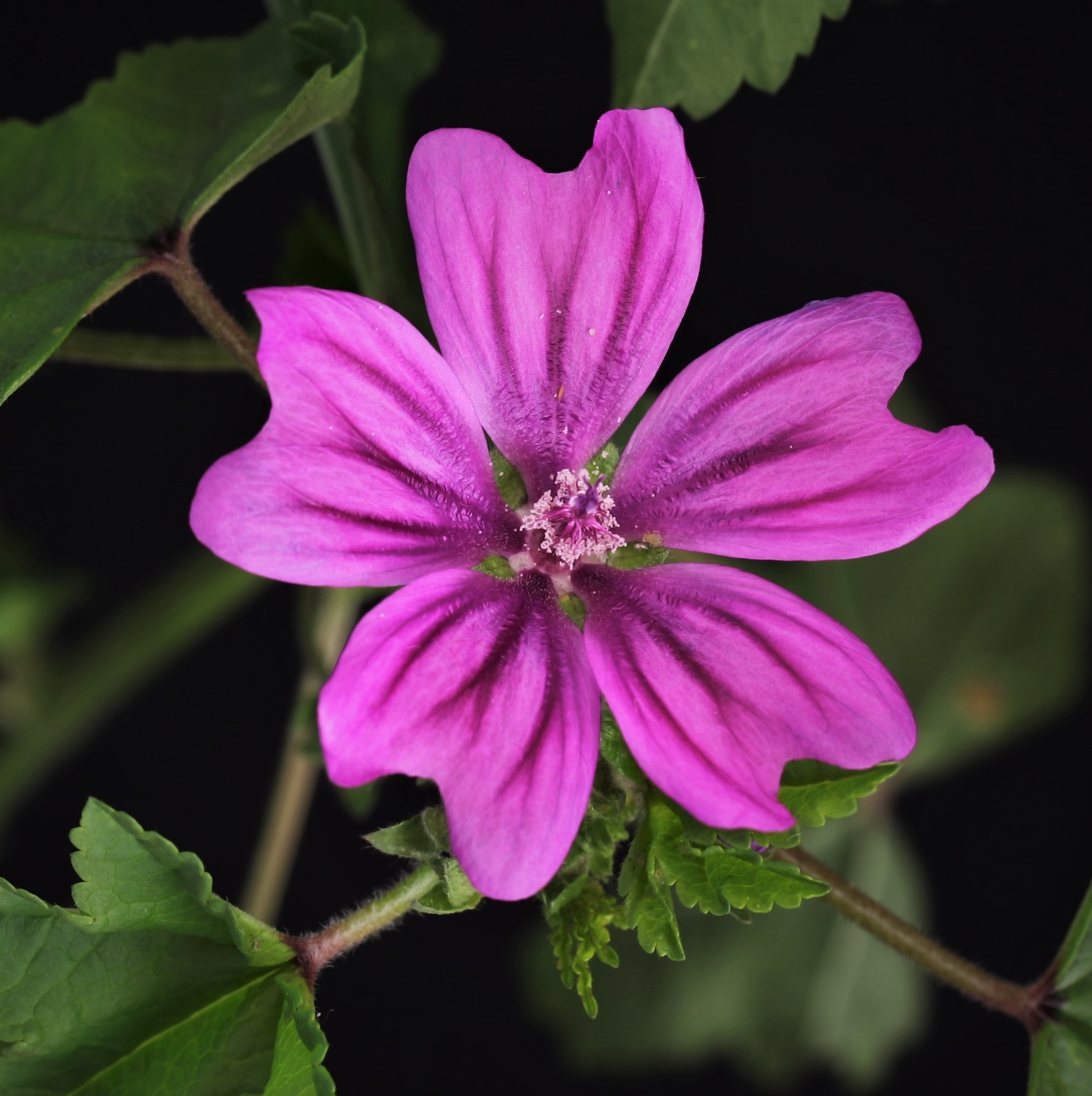 Malva selvatica