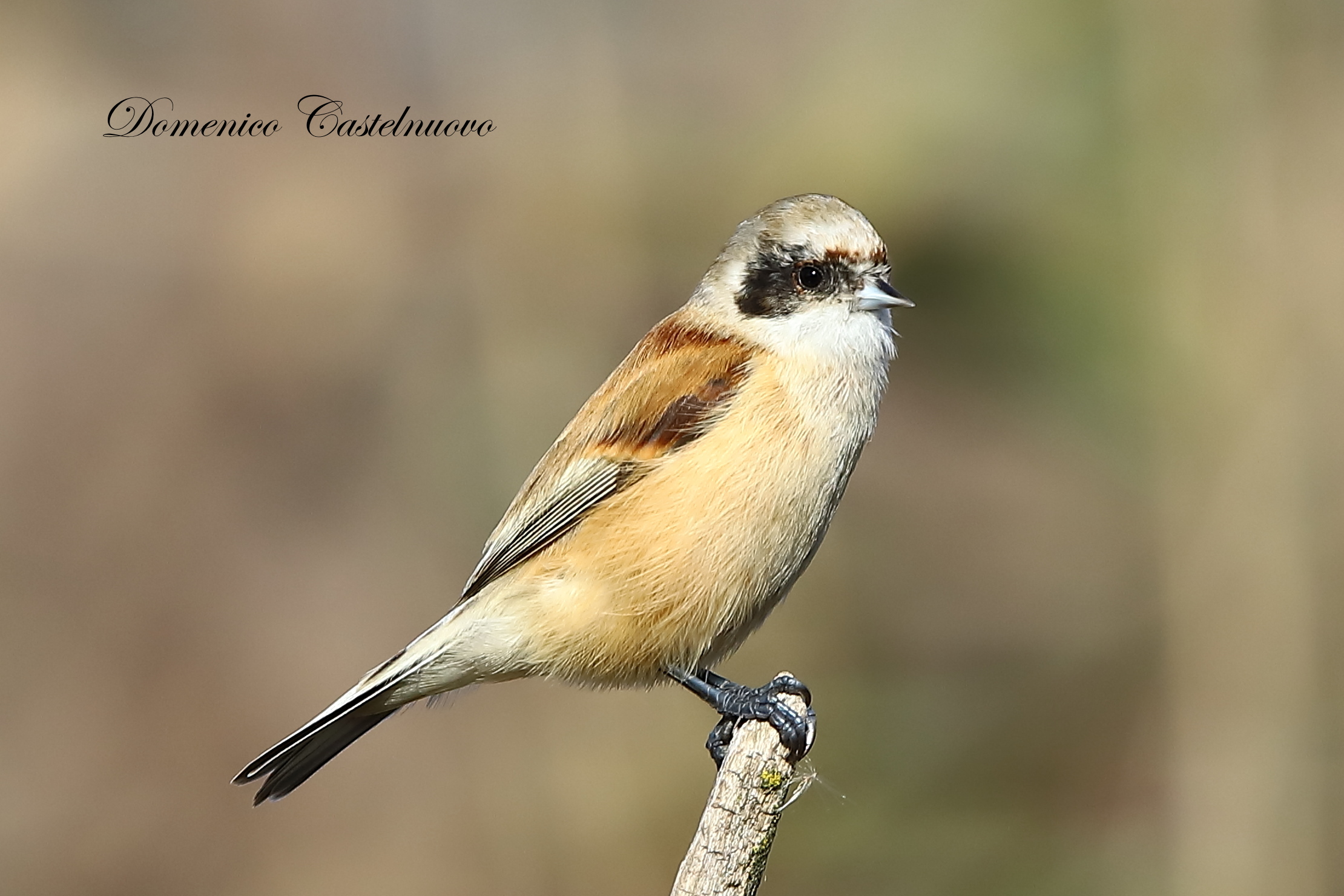 Pendolino Remiz Pendolinus (Remizidae)