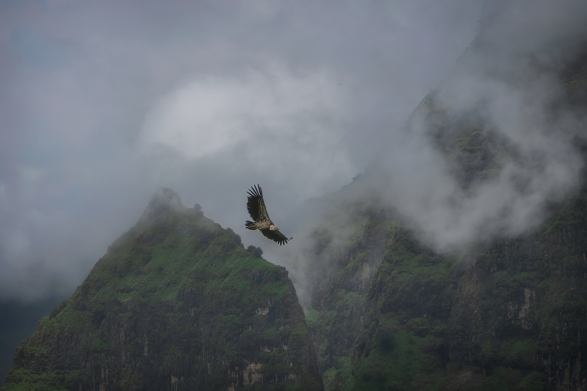 Avvoltoio di Rüppel