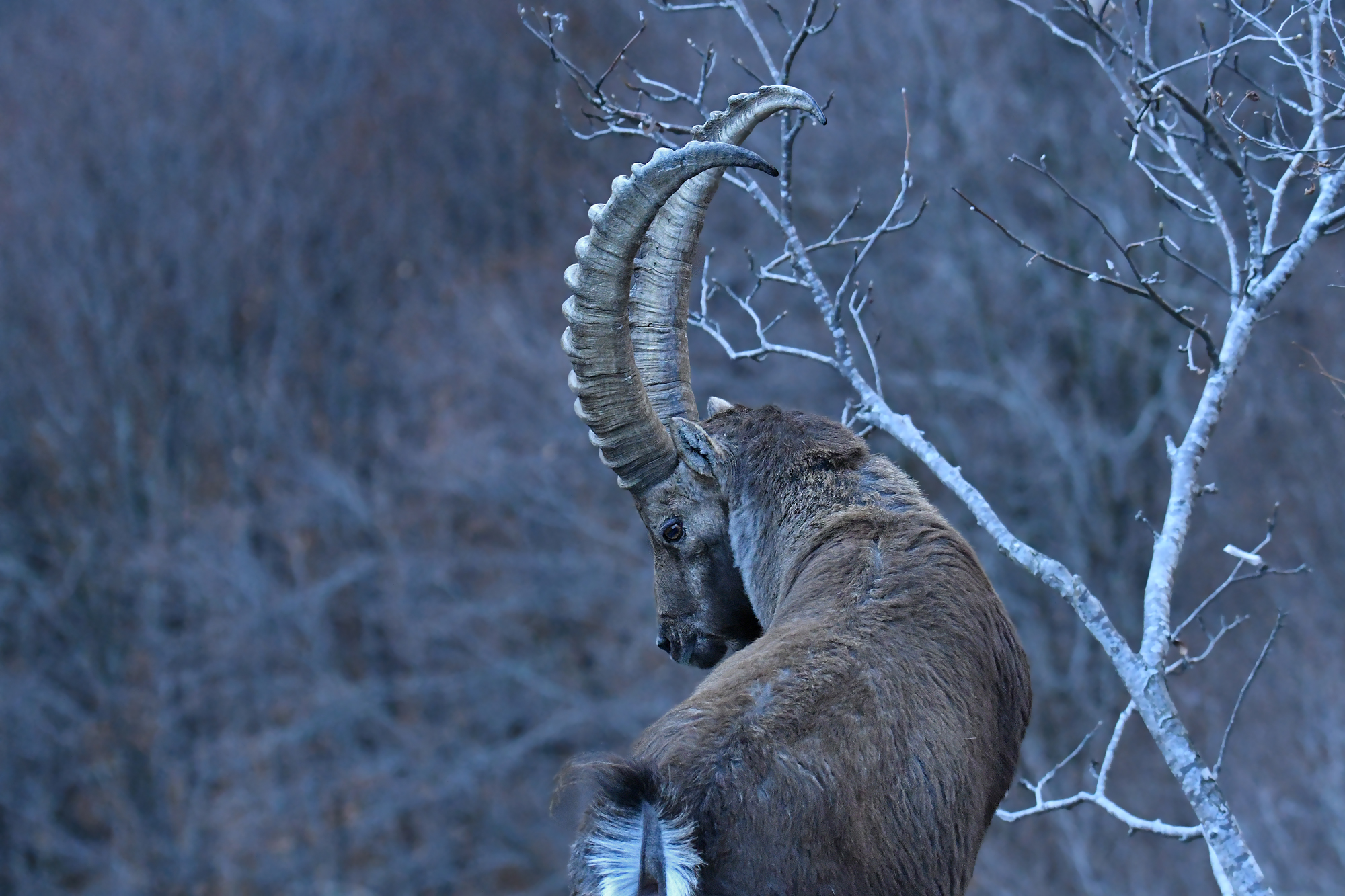 IBEX