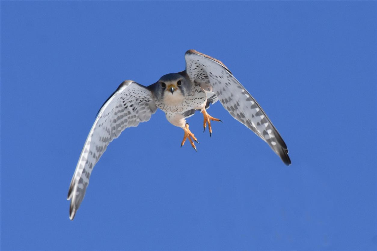 Kestrel on the attack