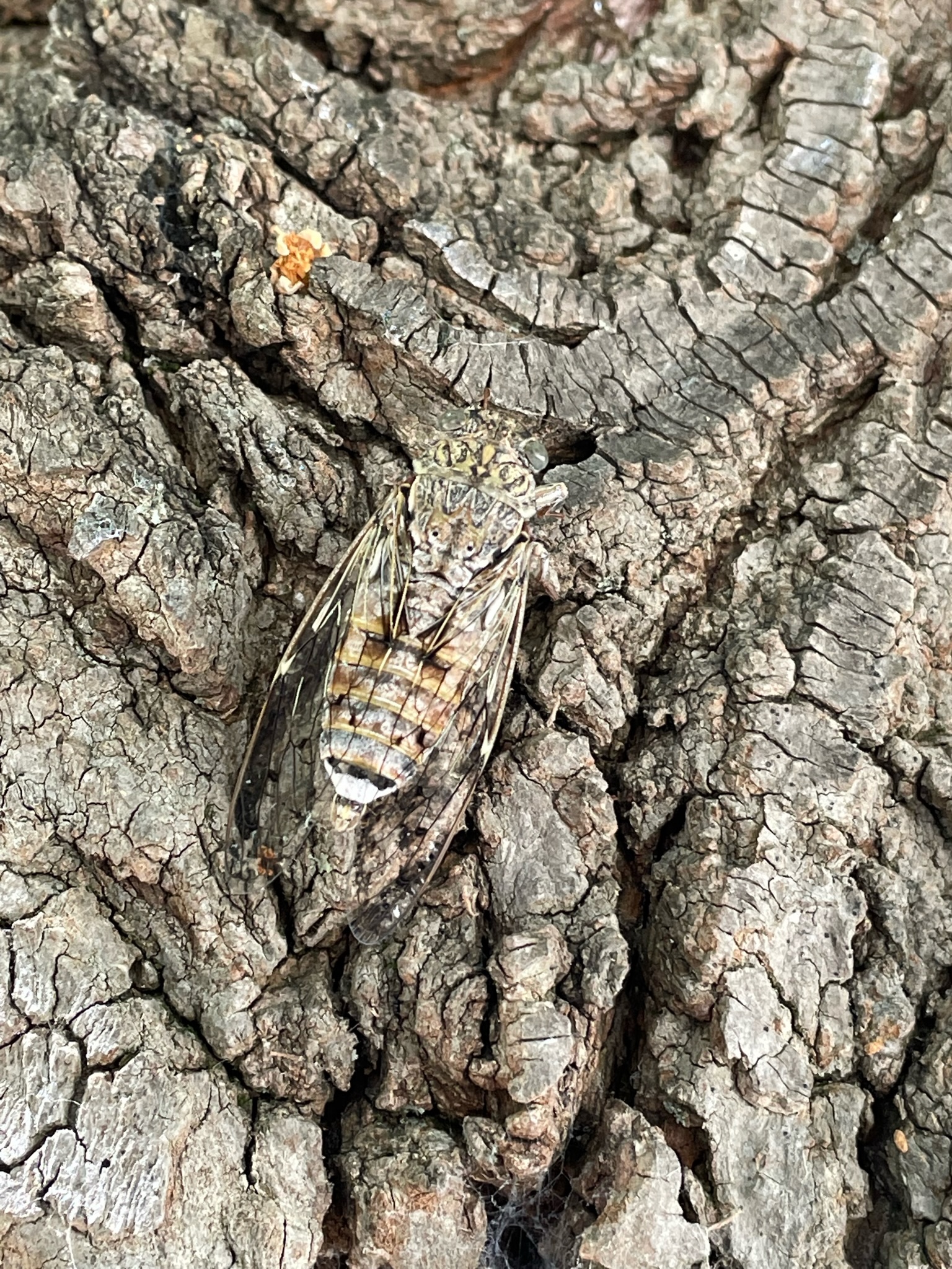 Cicada cryptic mimicry