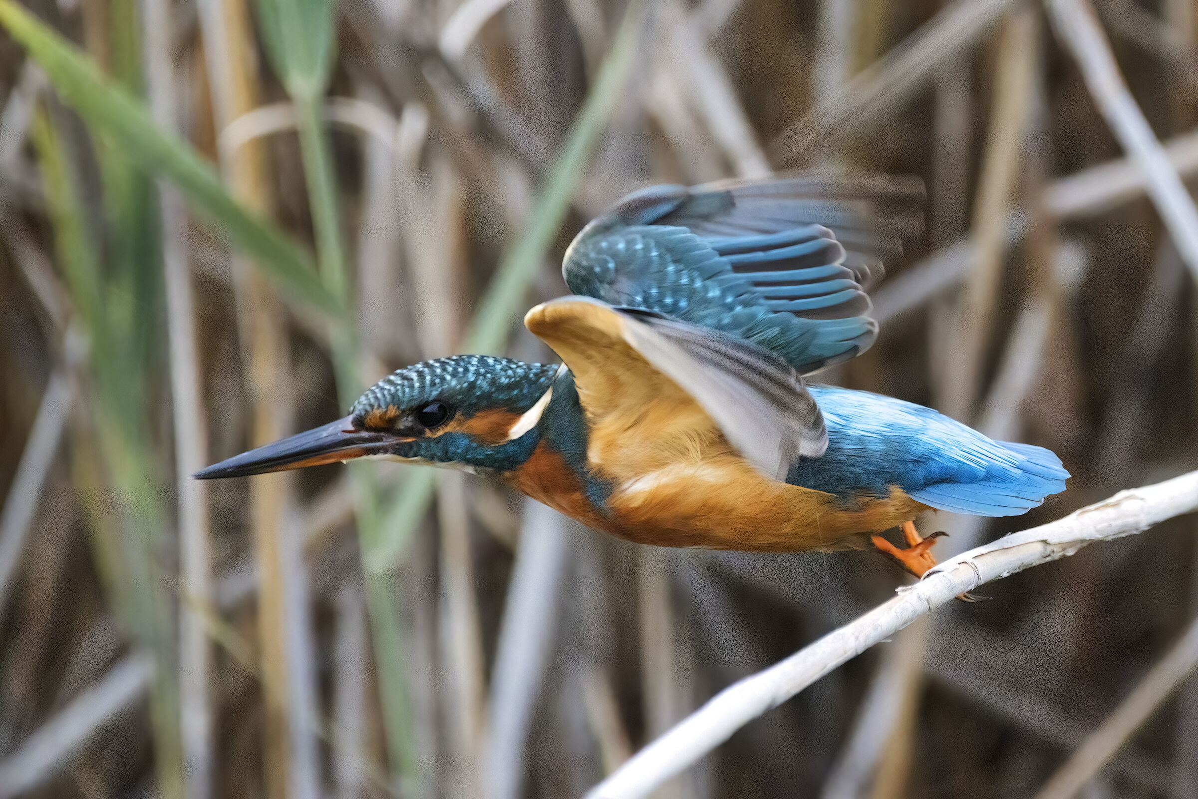 Kingfisher