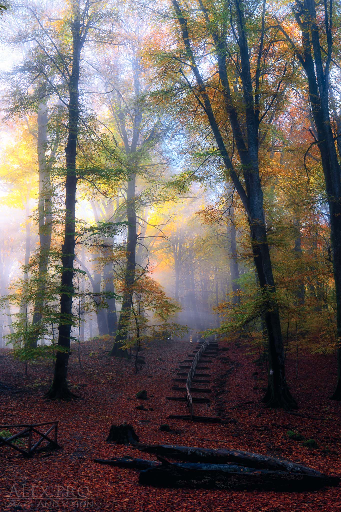 La Faggeta Vetusta dei Monti Cimini