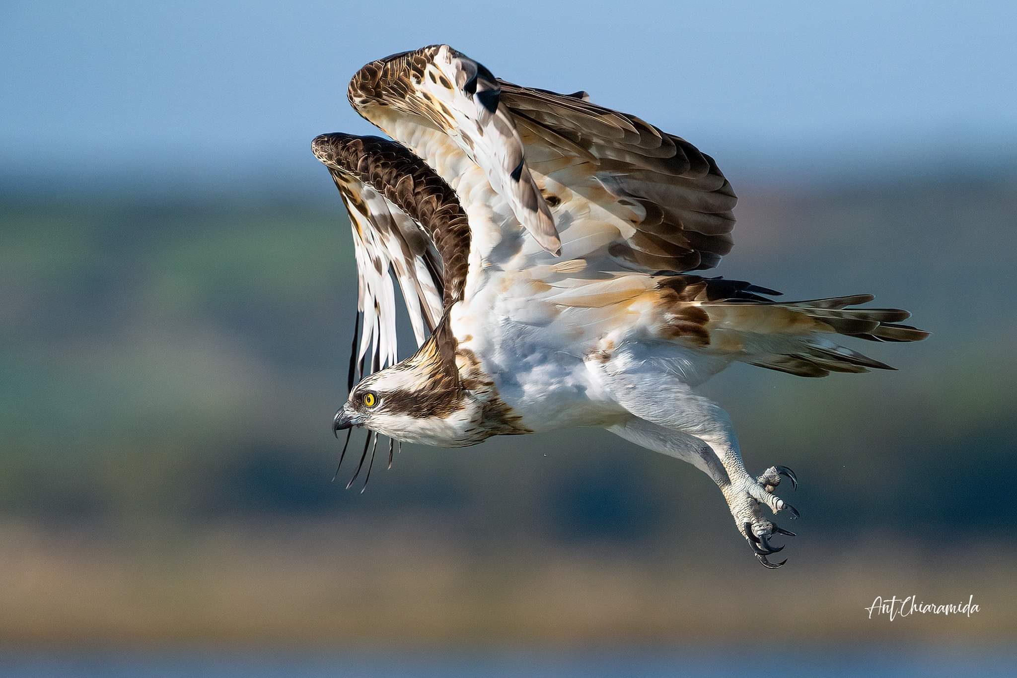 Pandion haliaetus Sardinya