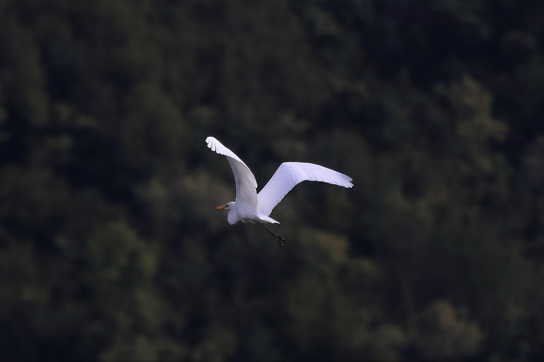 airone BM 26-09-2022